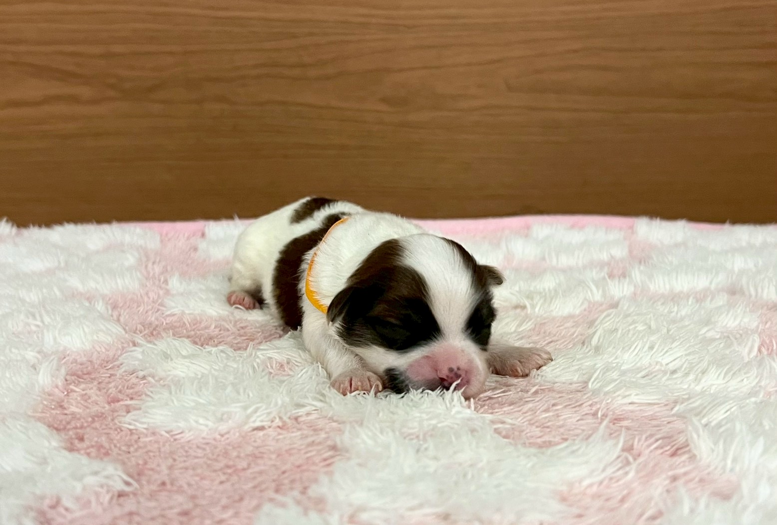 赤ちゃん写真1-1