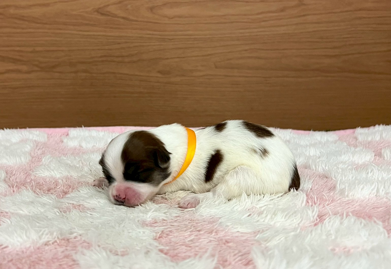 赤ちゃん写真1-2