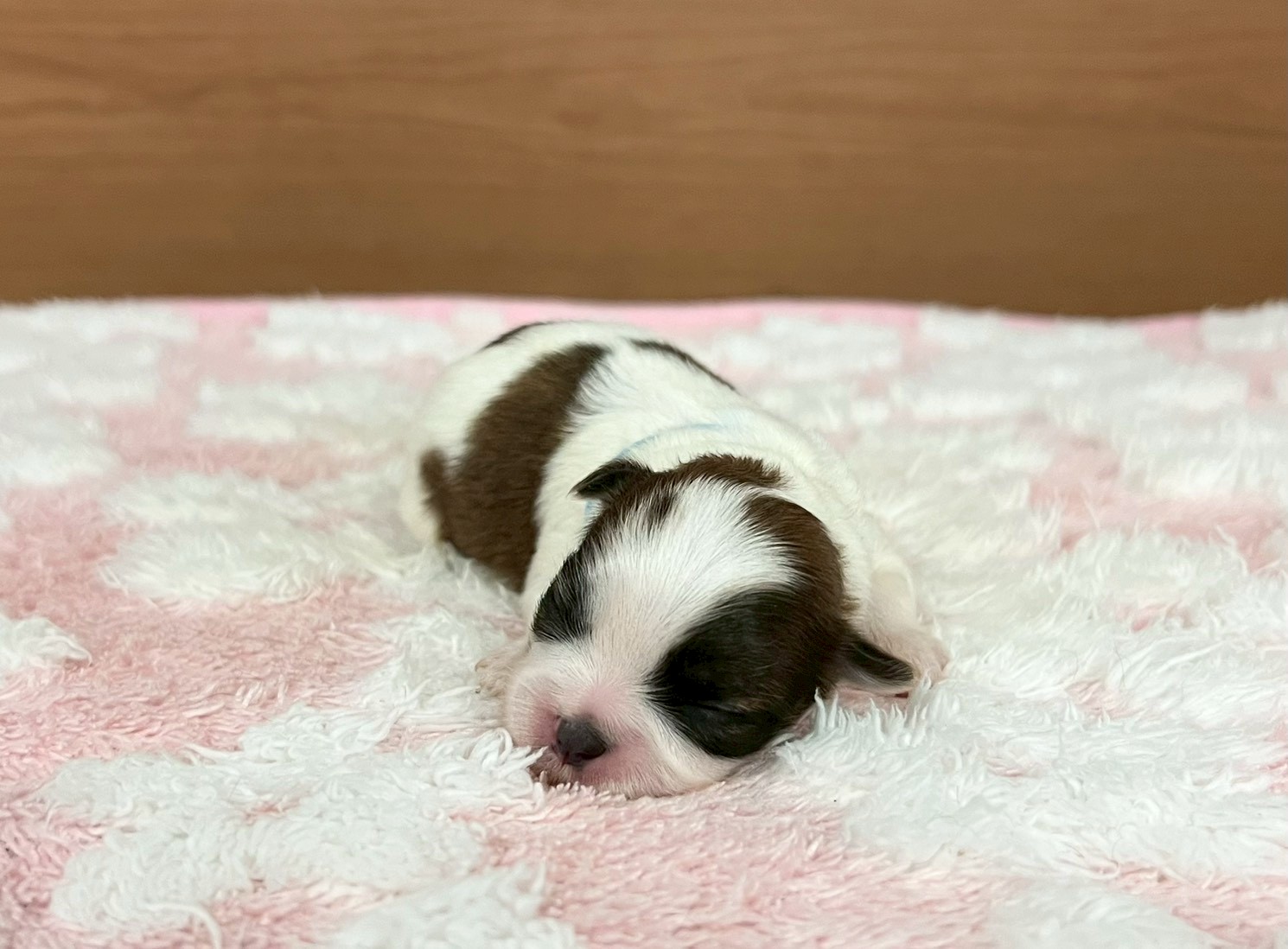 赤ちゃん写真1-1