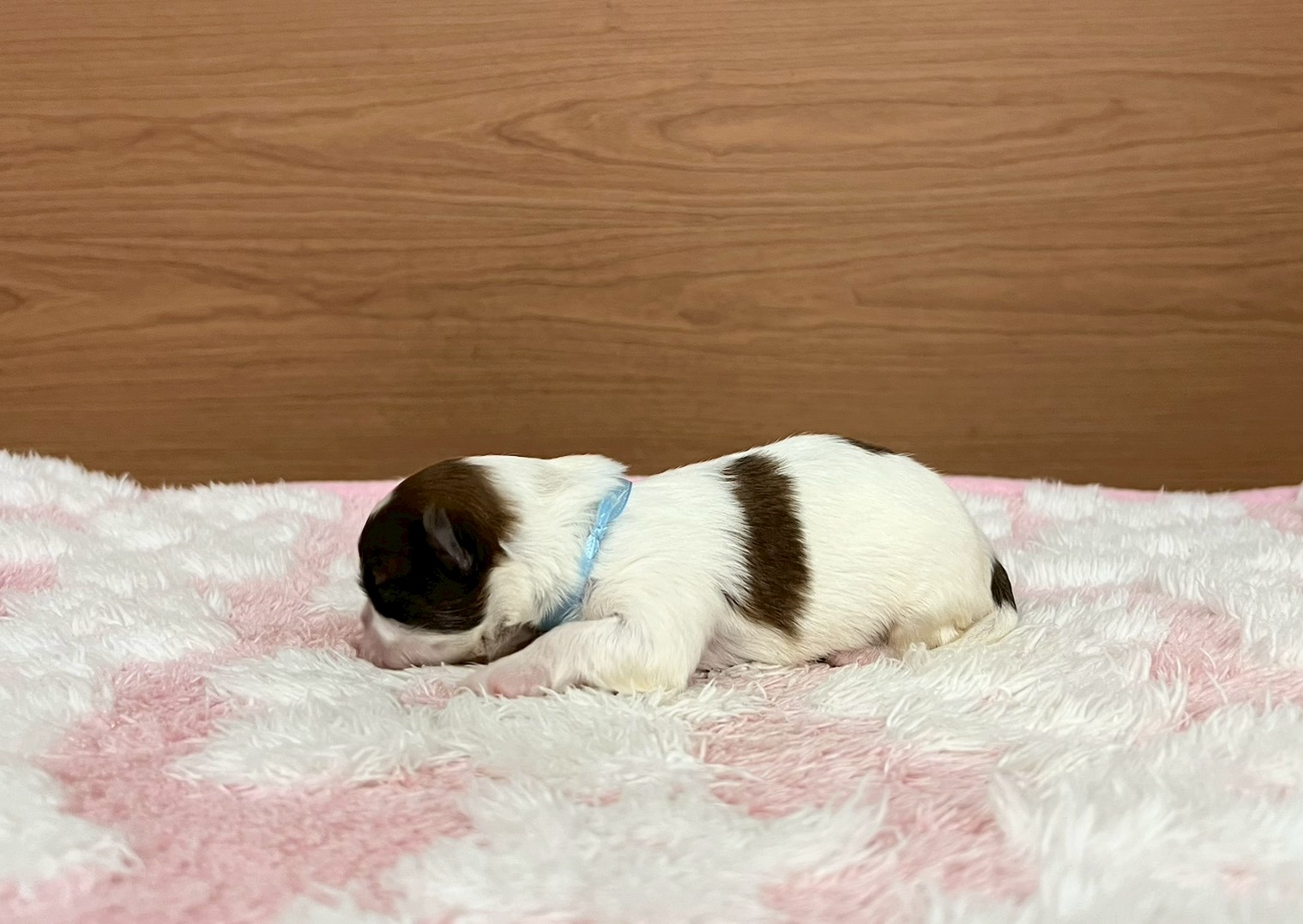 赤ちゃん写真1-2