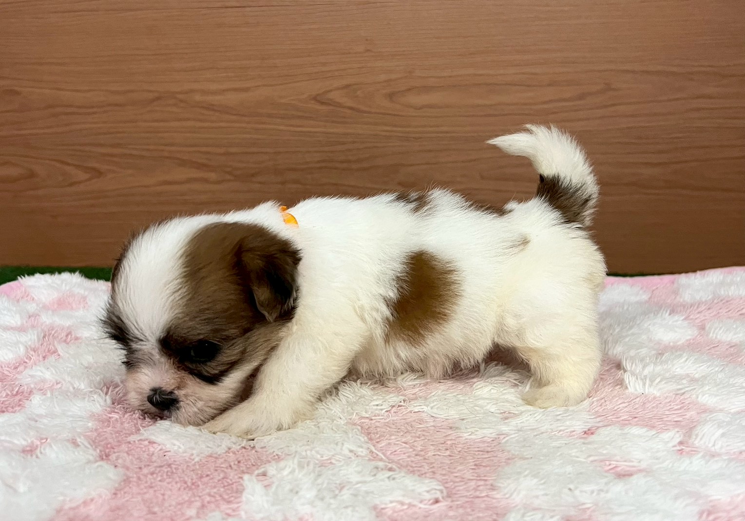 赤ちゃん写真2-2