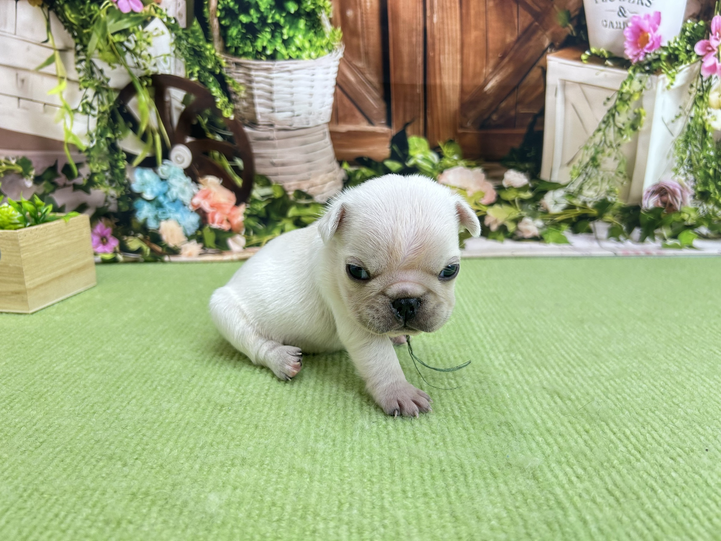 赤ちゃん写真1-2