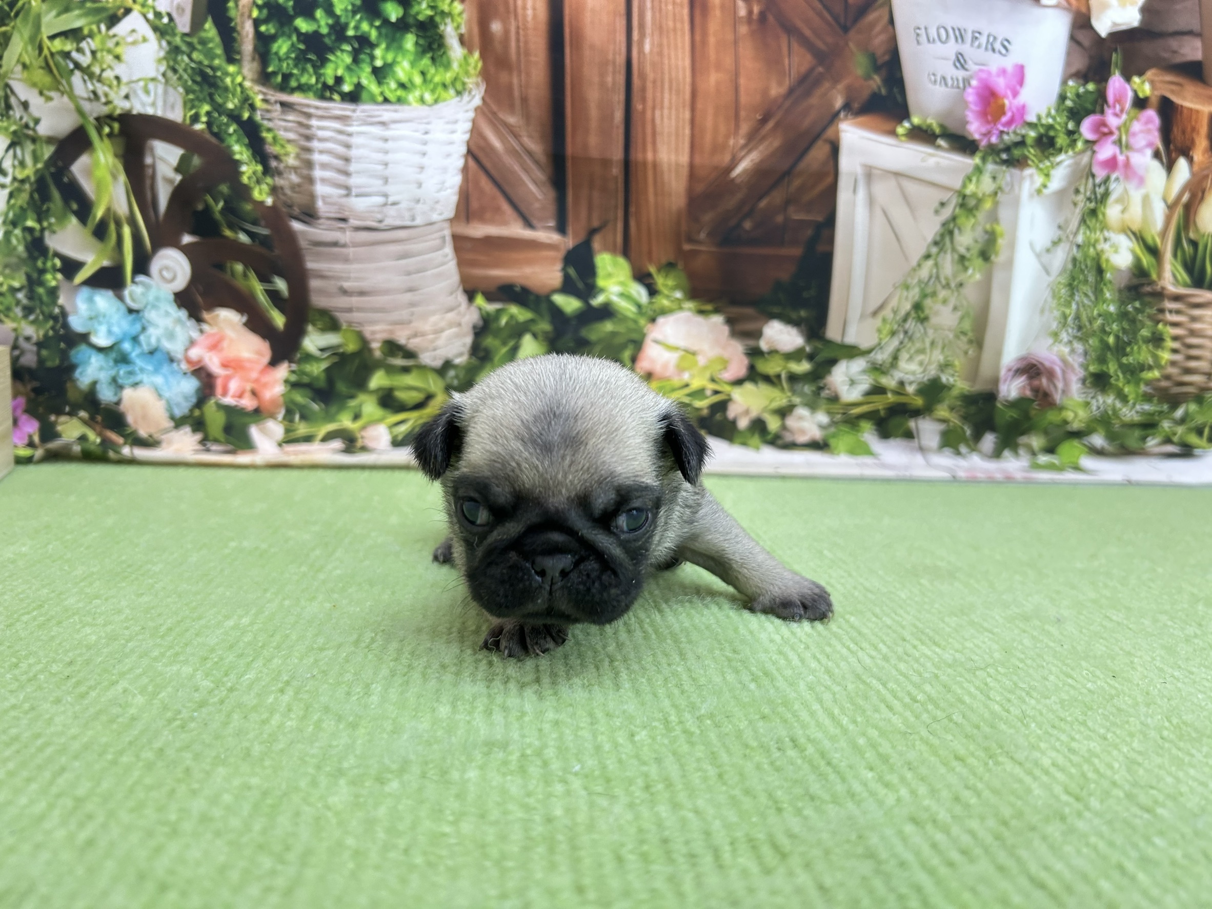 赤ちゃん写真1-1