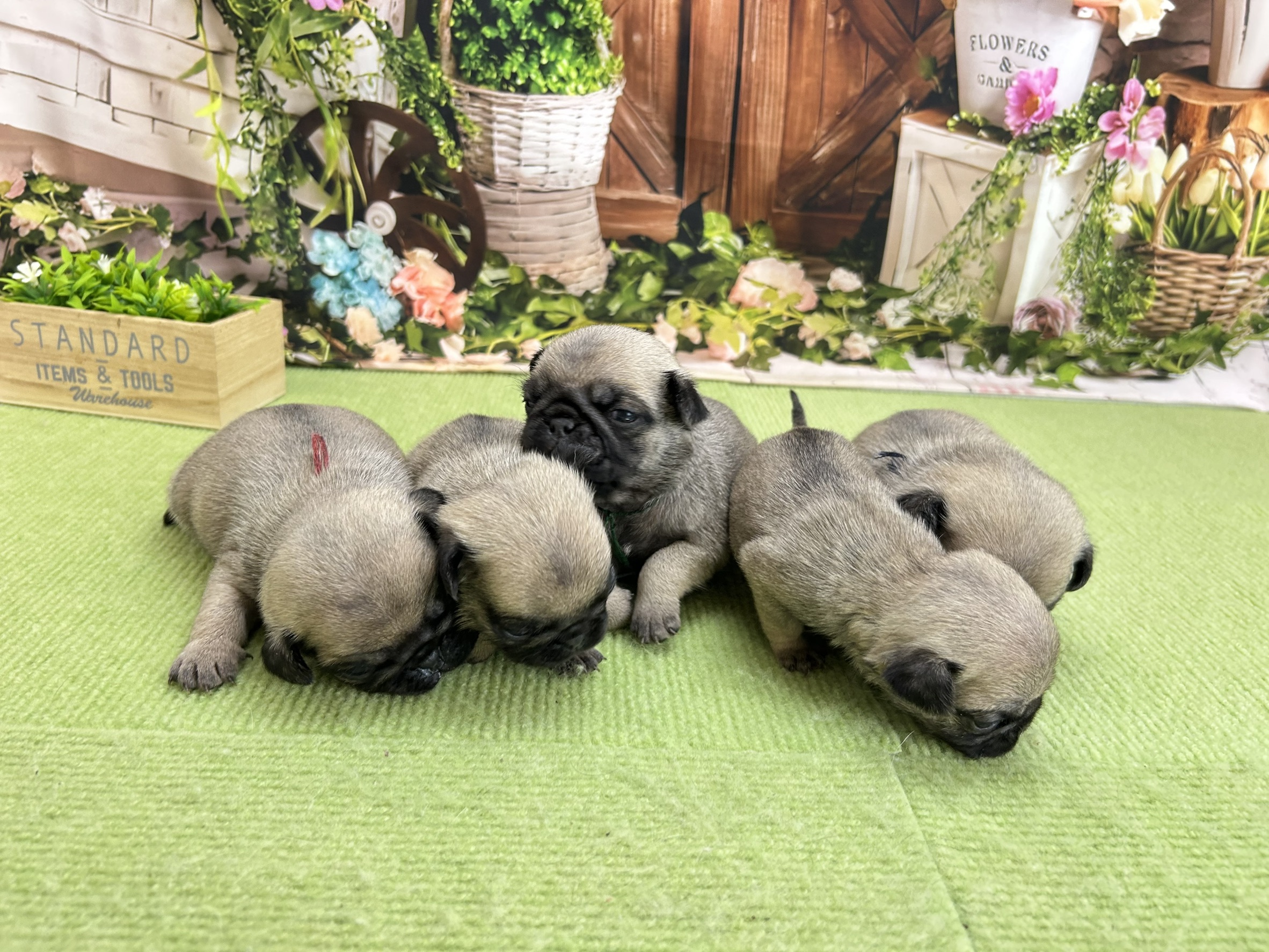 赤ちゃん写真1-3