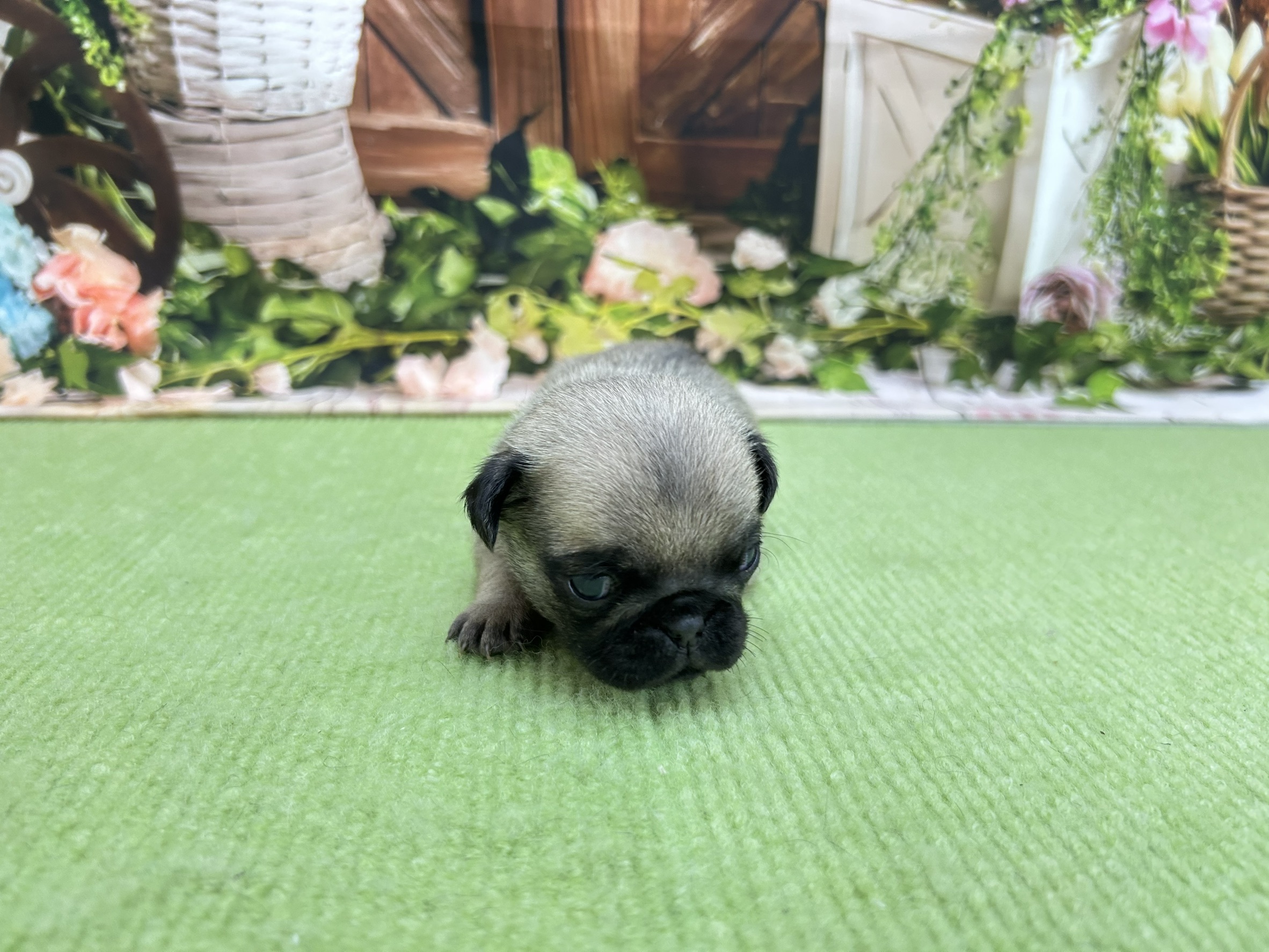 赤ちゃん写真1-1