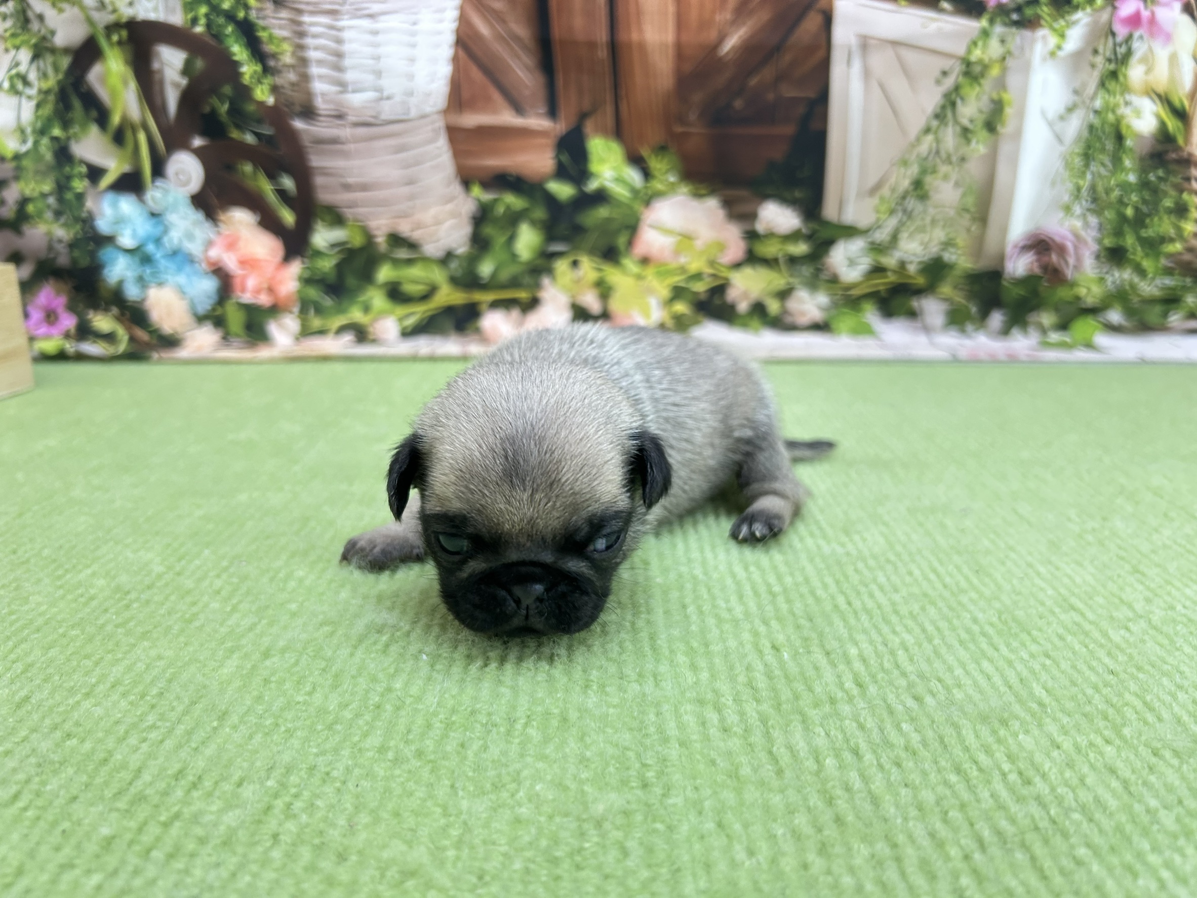 赤ちゃん写真1-2