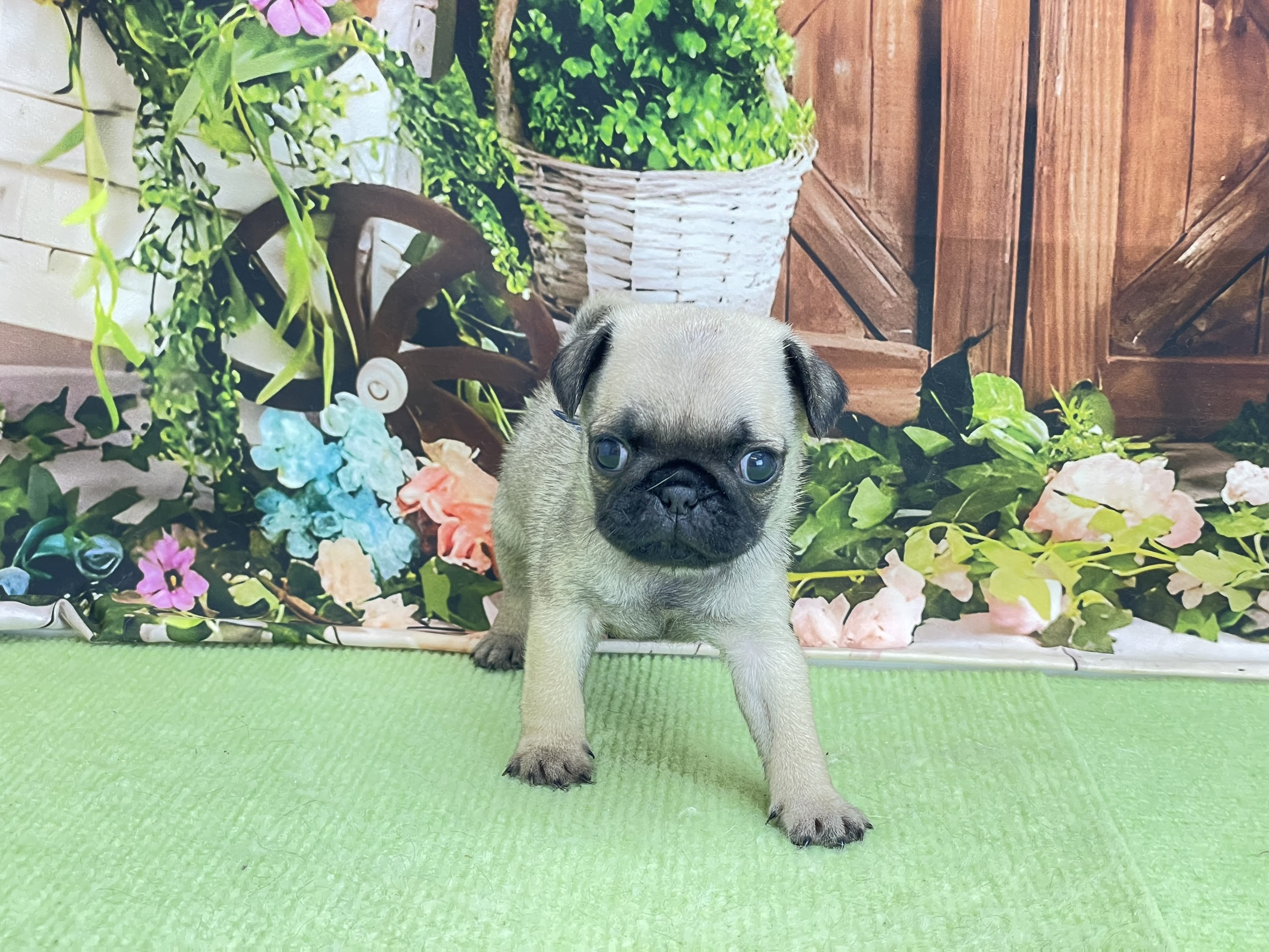 赤ちゃん写真2-1