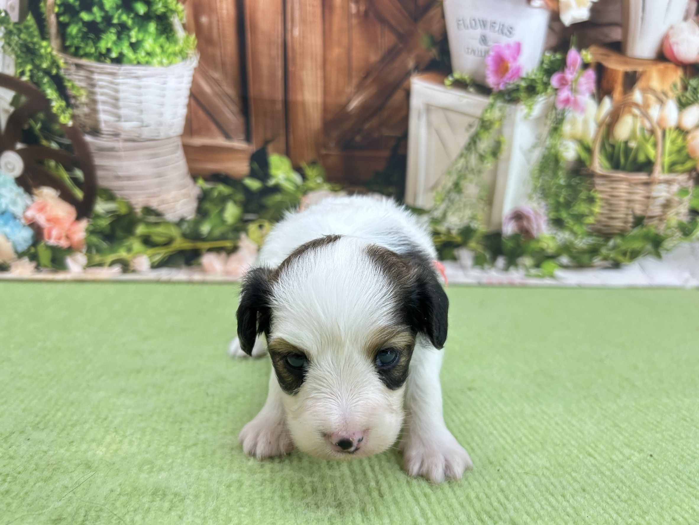 赤ちゃん写真1-1