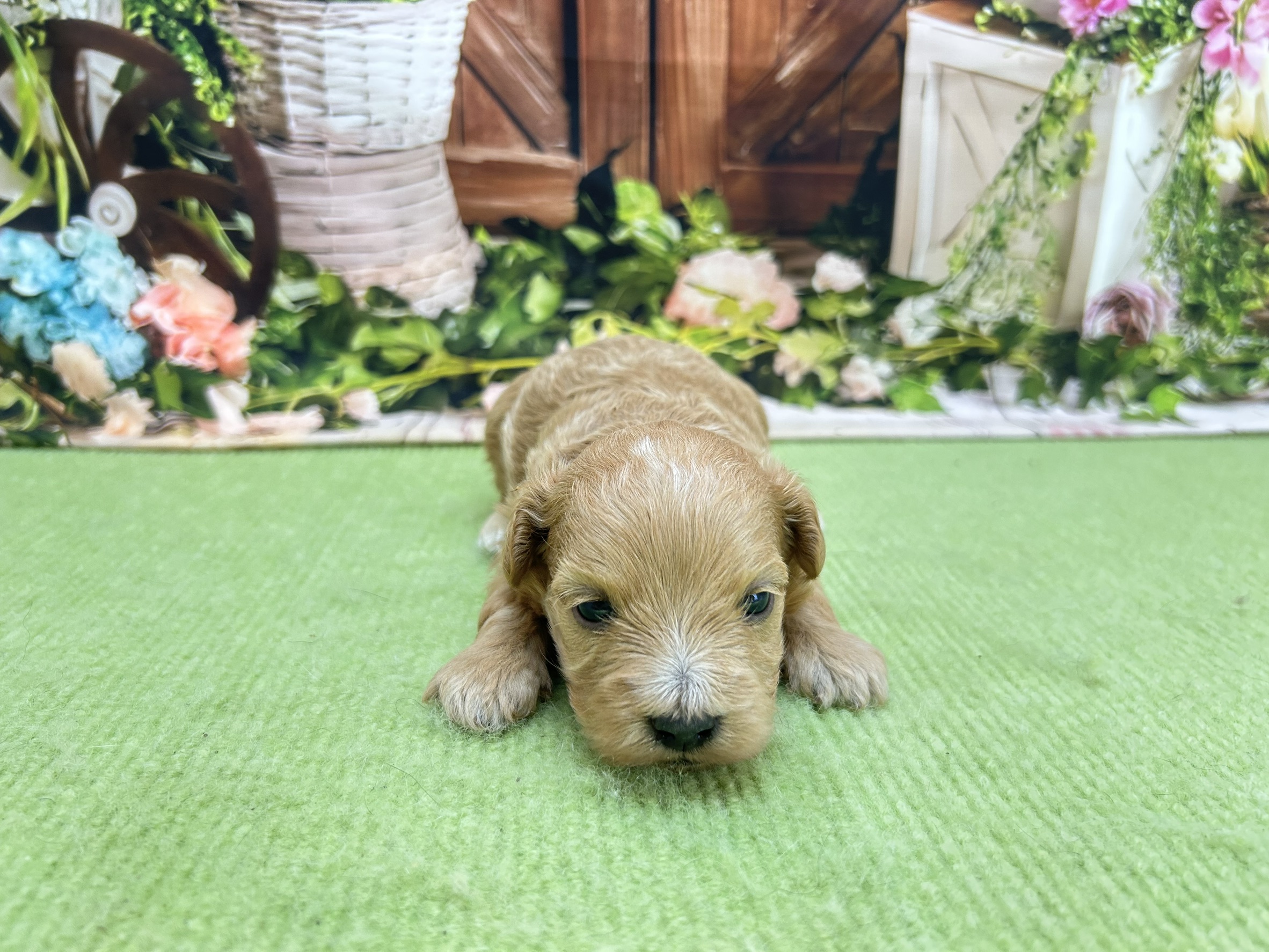 赤ちゃん写真1-1