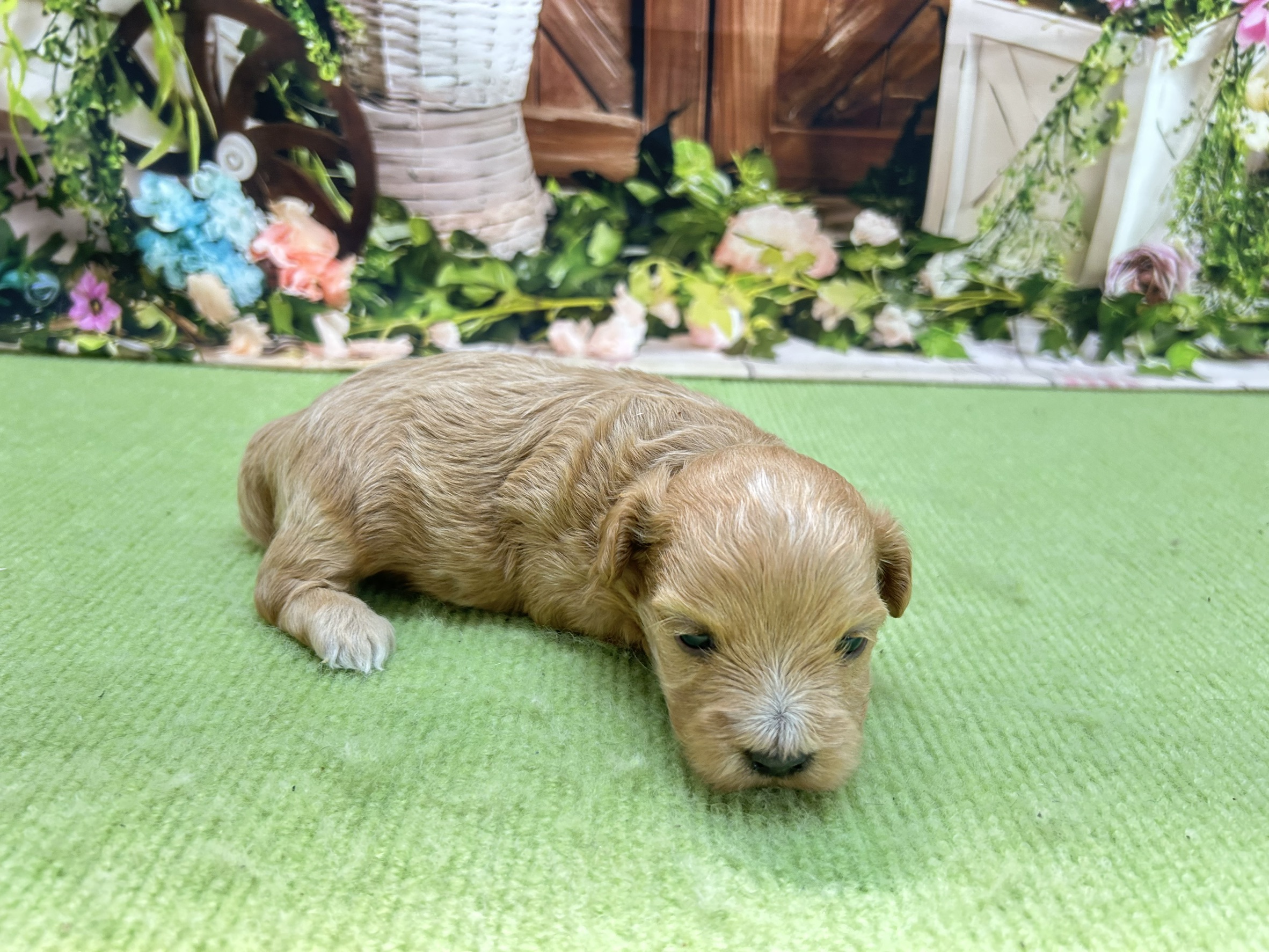 赤ちゃん写真1-2
