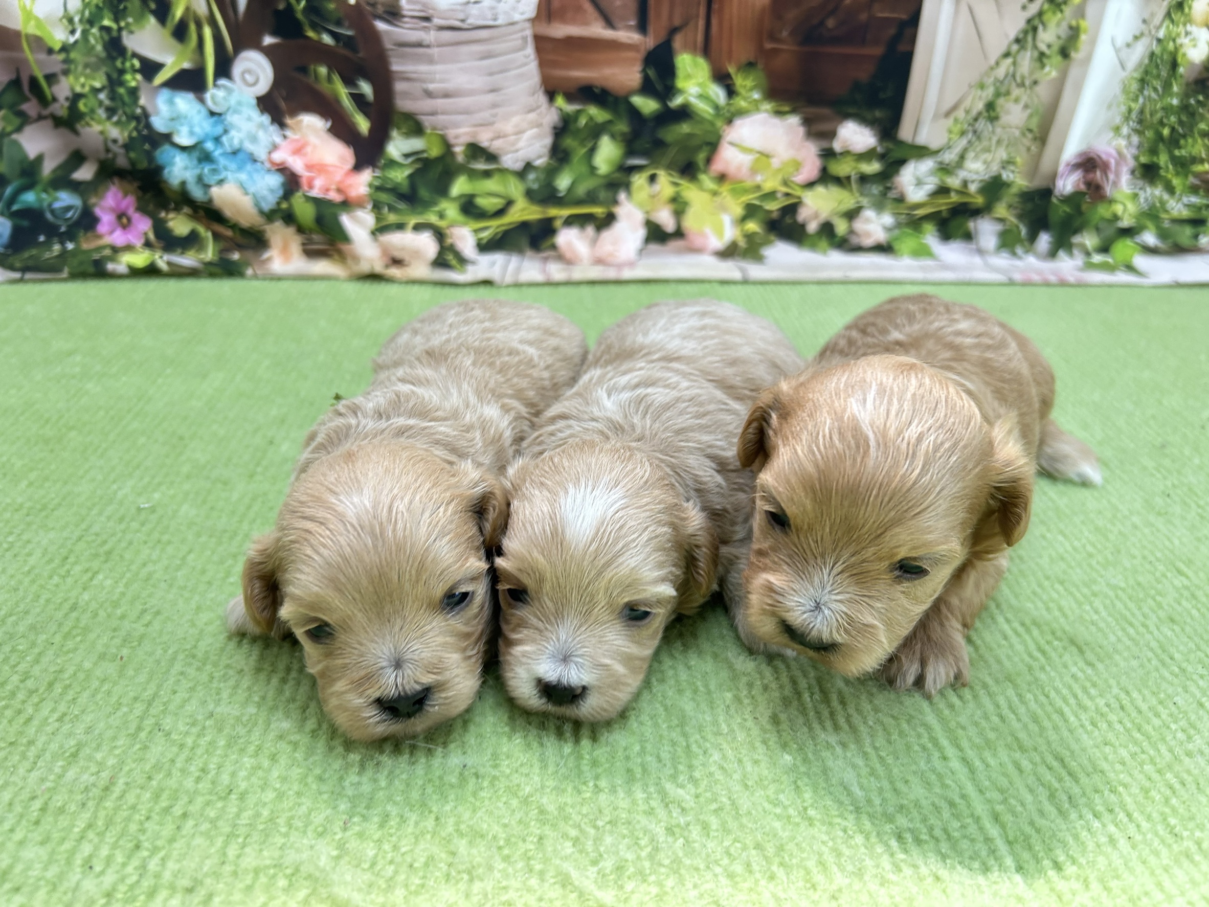 赤ちゃん写真1-3
