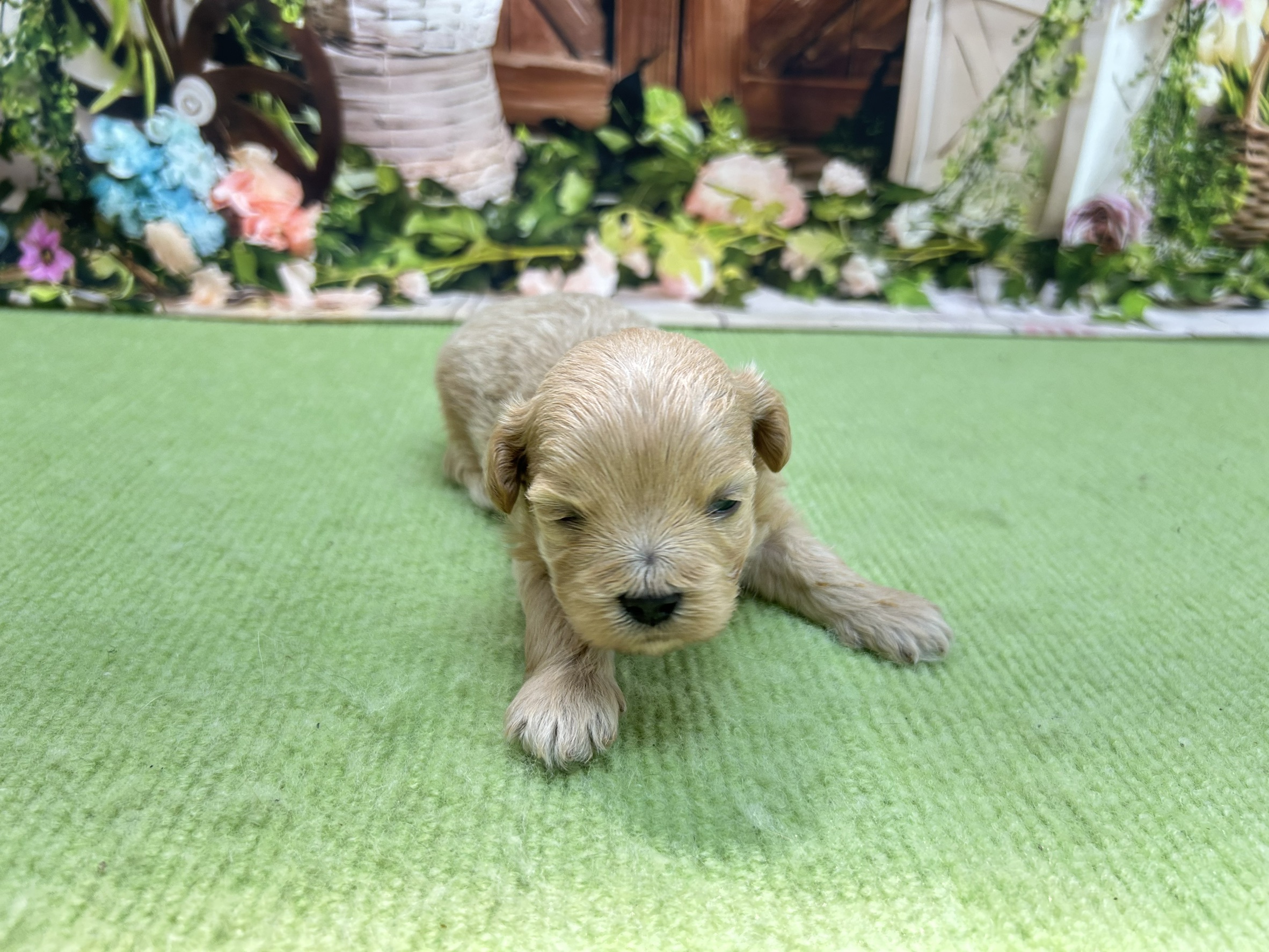 赤ちゃん写真1-1