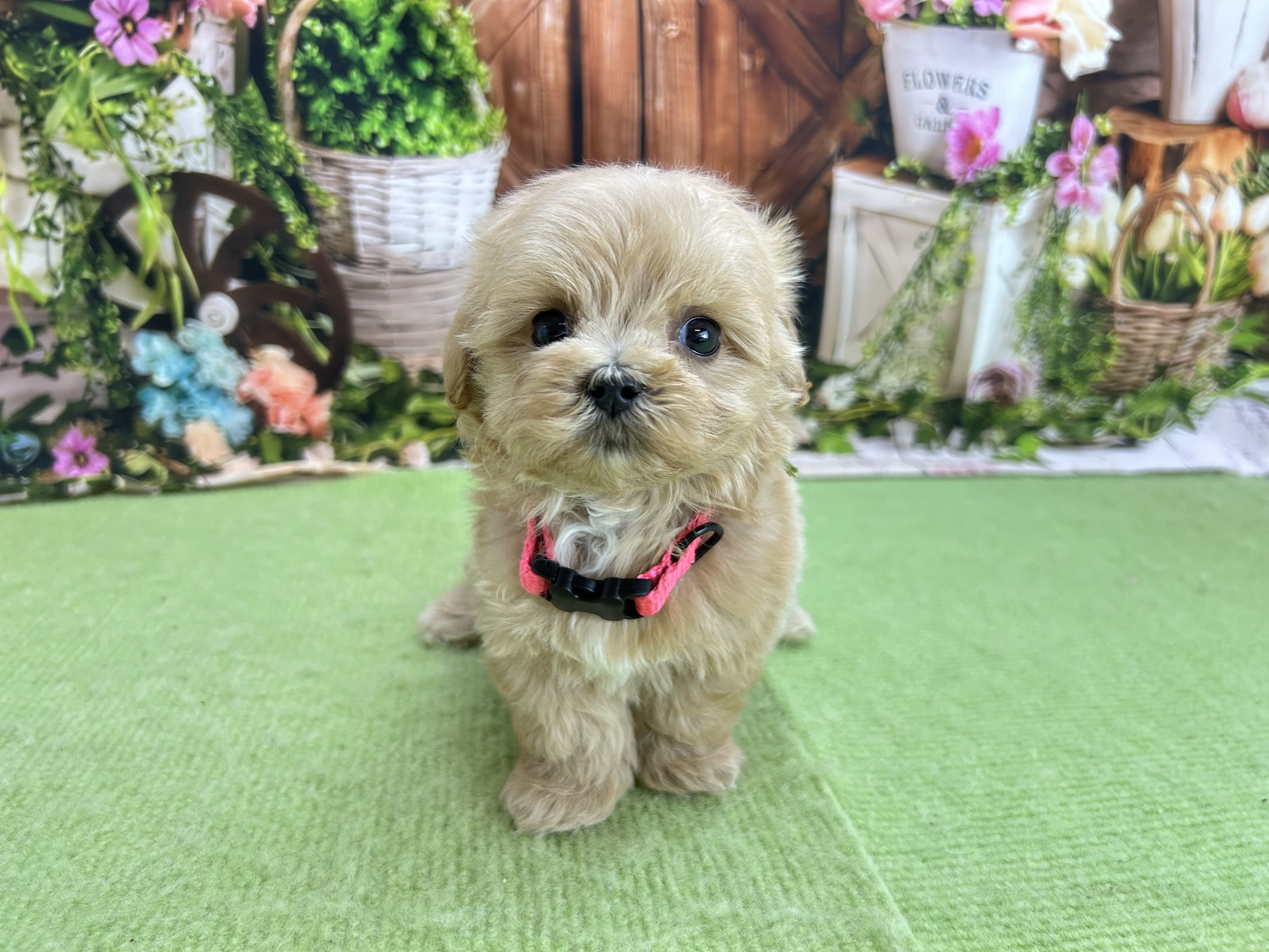 赤ちゃん写真2-1