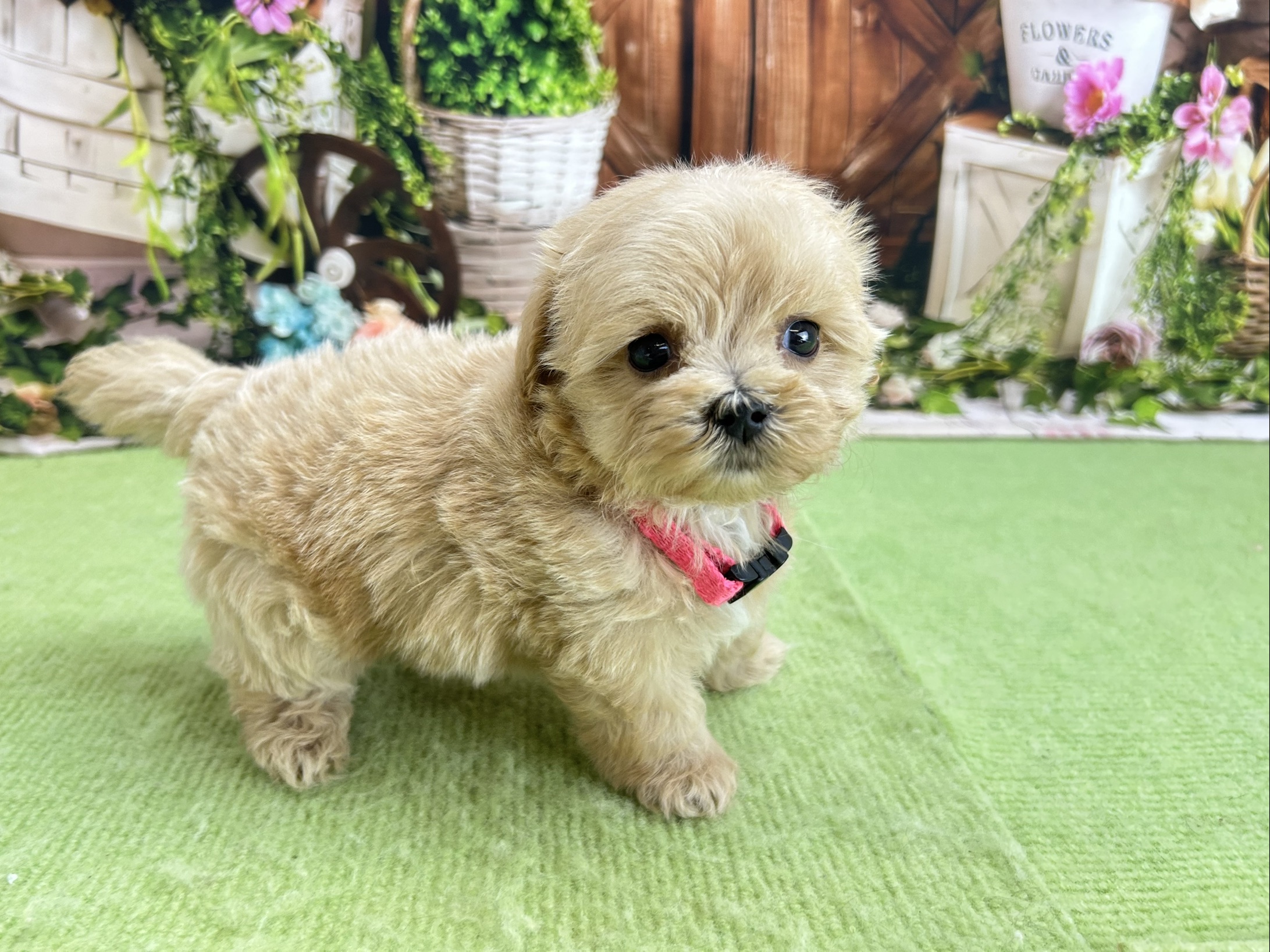 赤ちゃん写真2-2