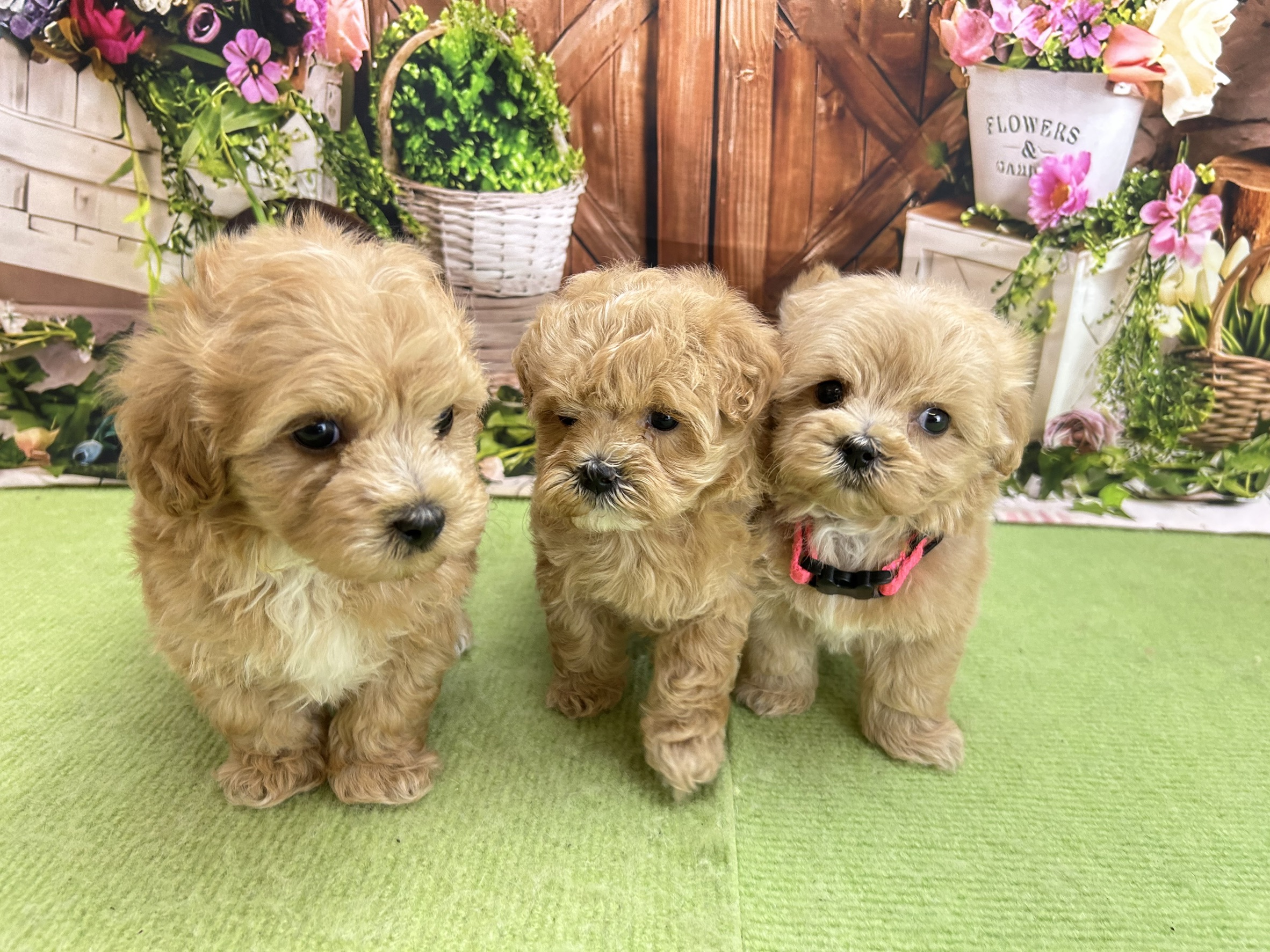 赤ちゃん写真2-3