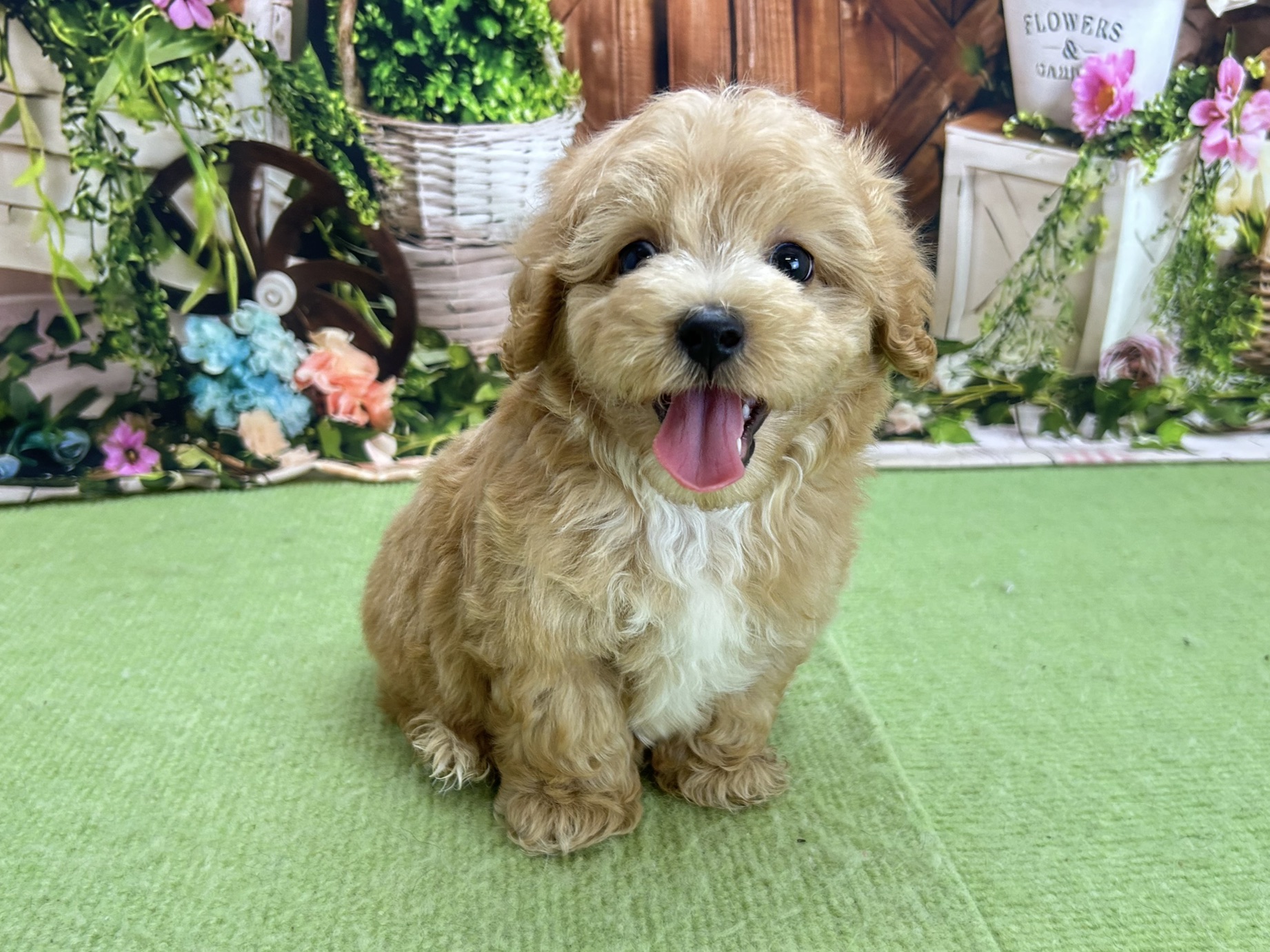 赤ちゃん写真3-1