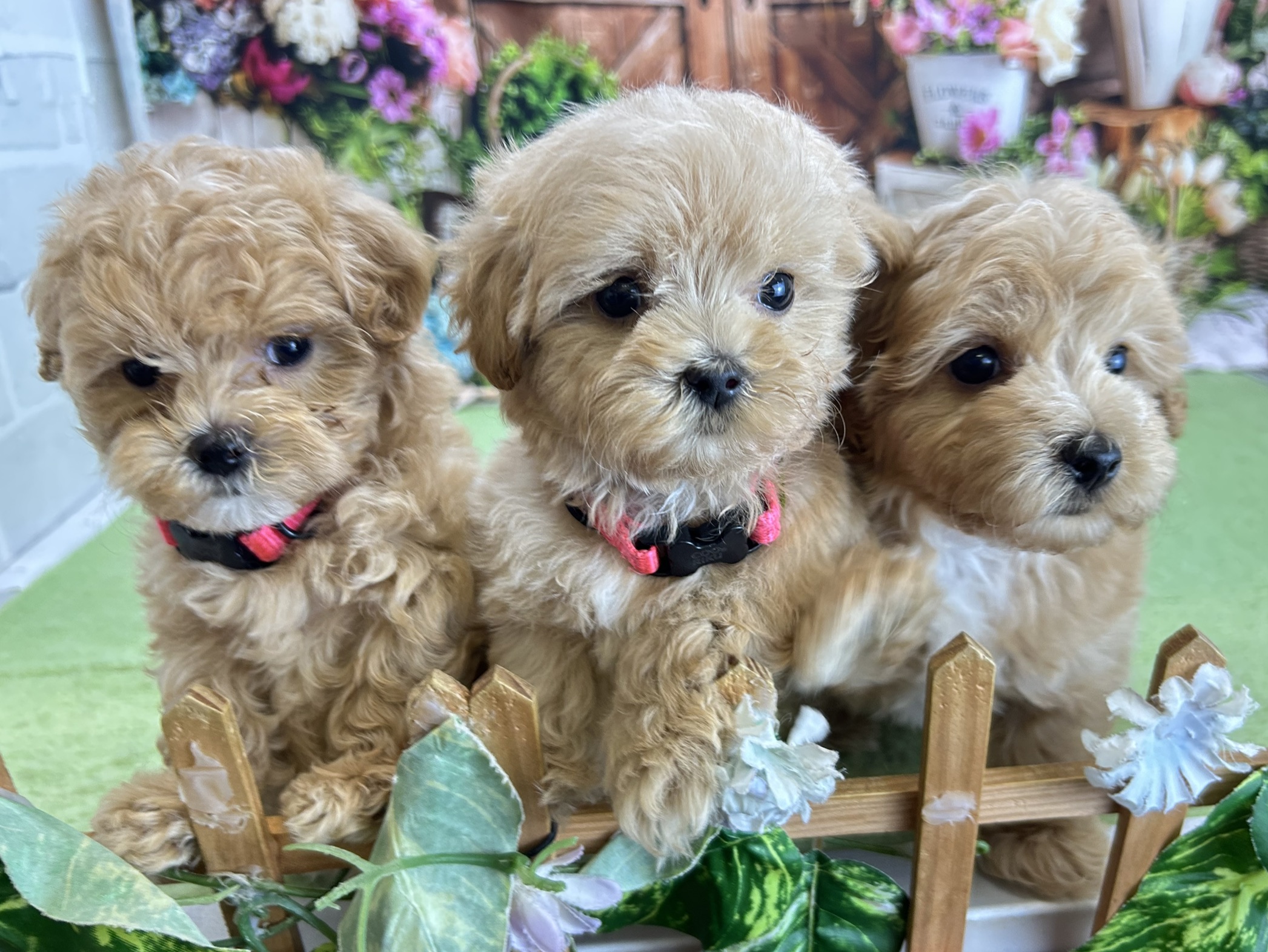 赤ちゃん写真3-3
