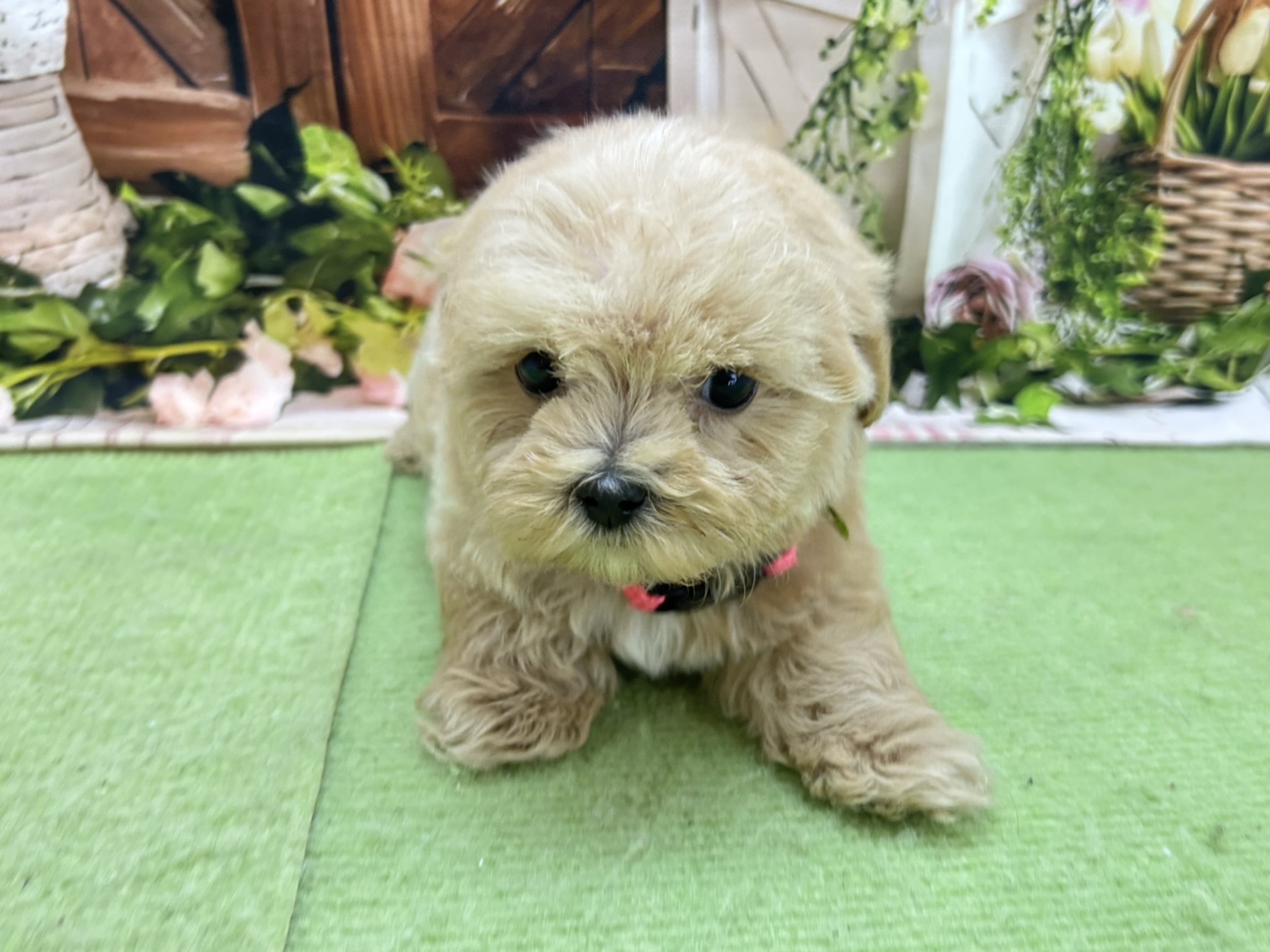 赤ちゃん写真3-1