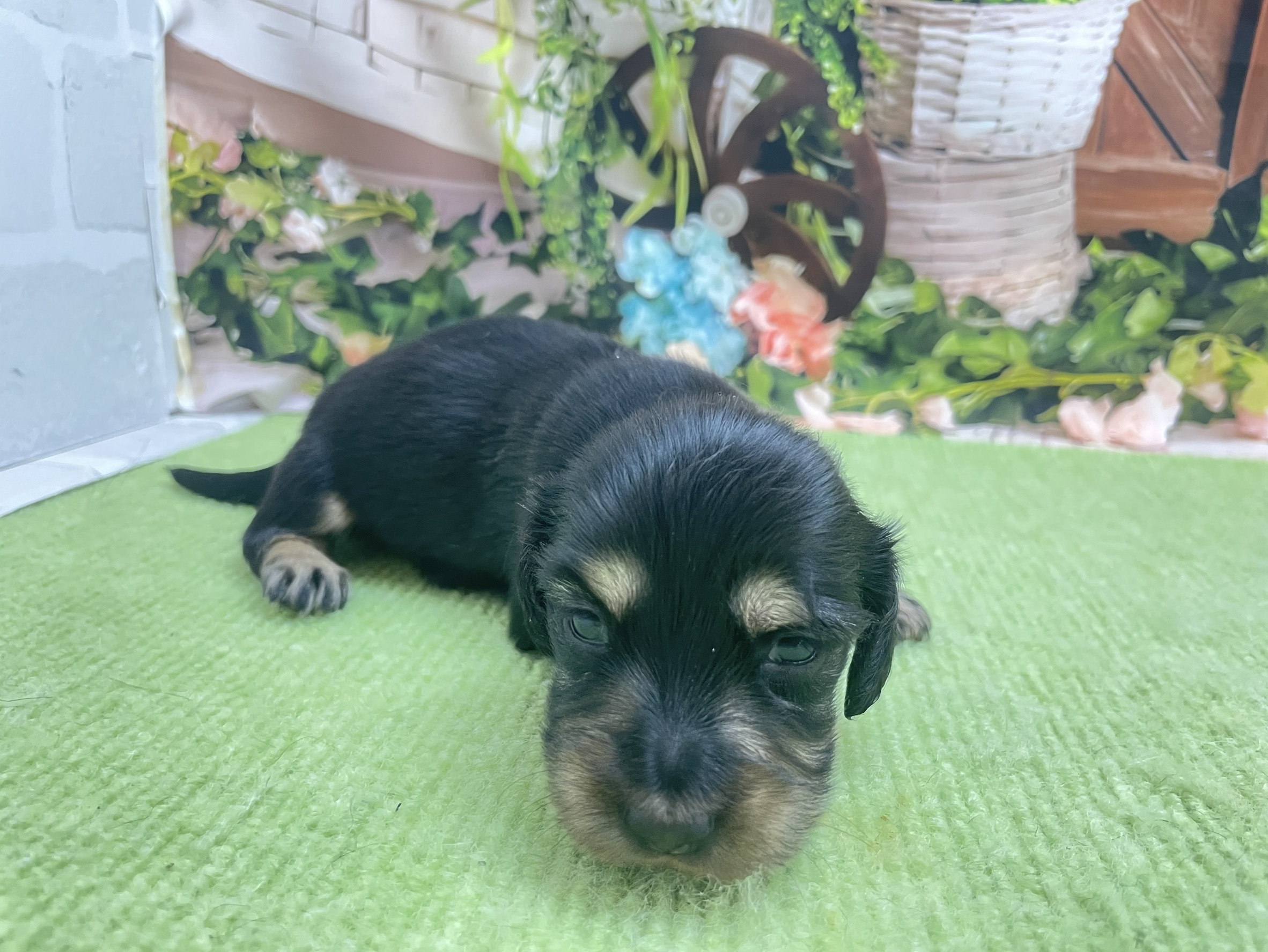 赤ちゃん写真1-1