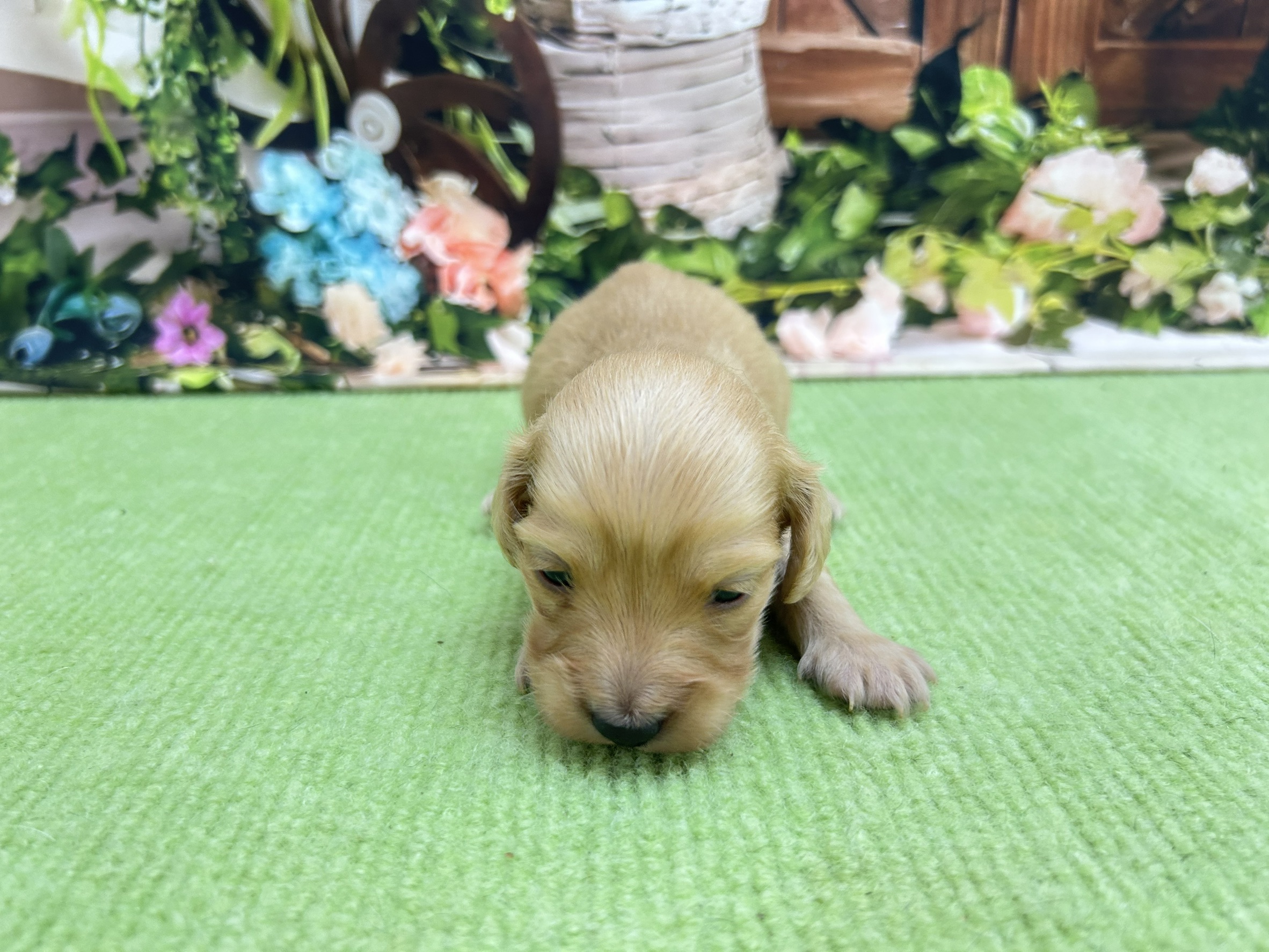 赤ちゃん写真1-1