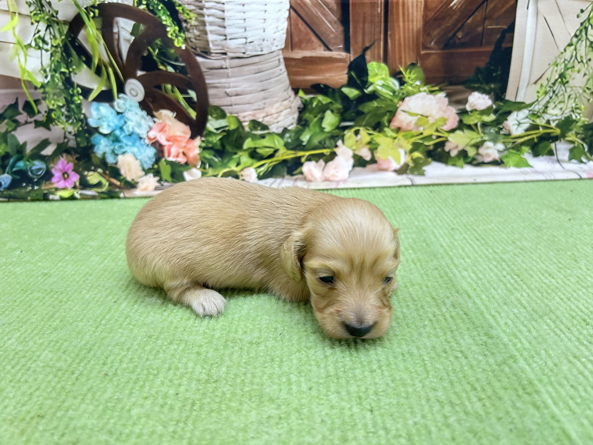 赤ちゃん写真1-2