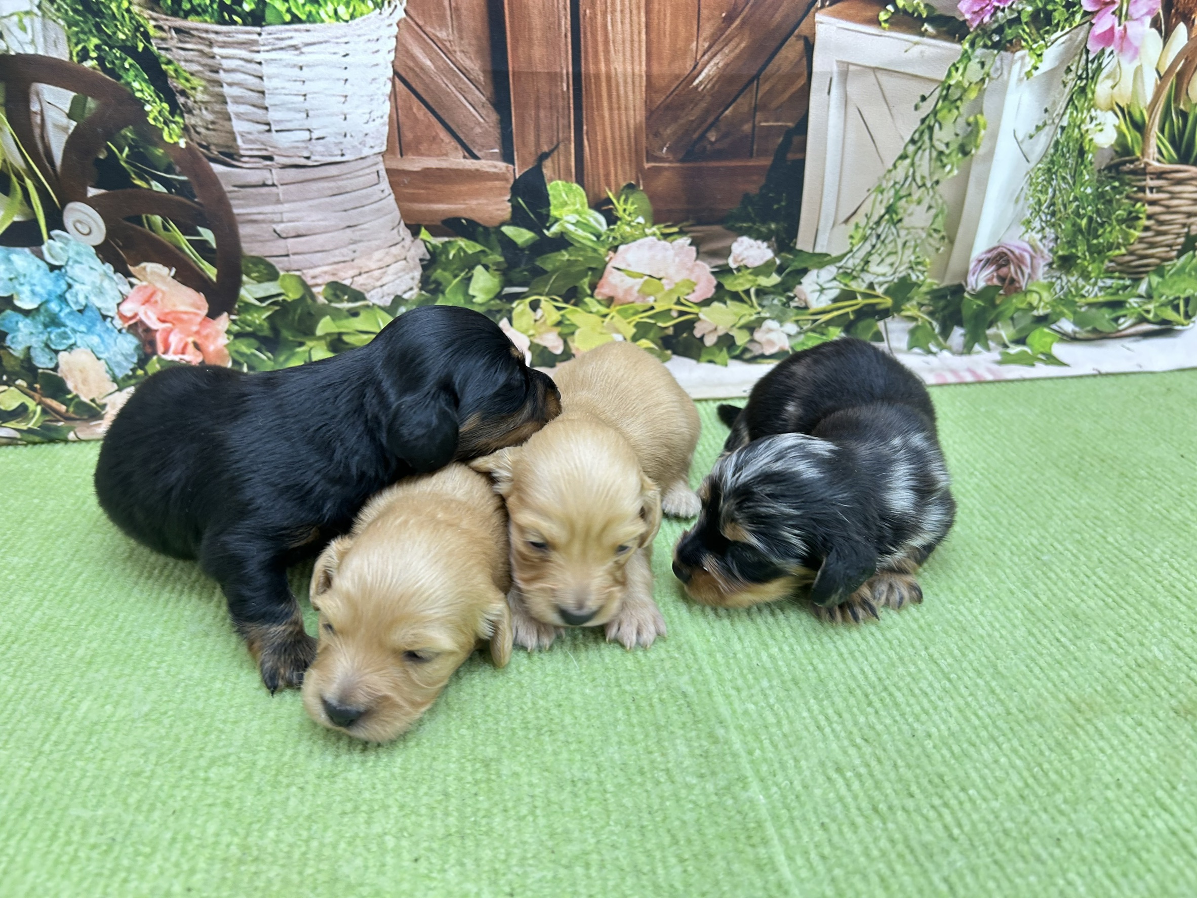 赤ちゃん写真1-3