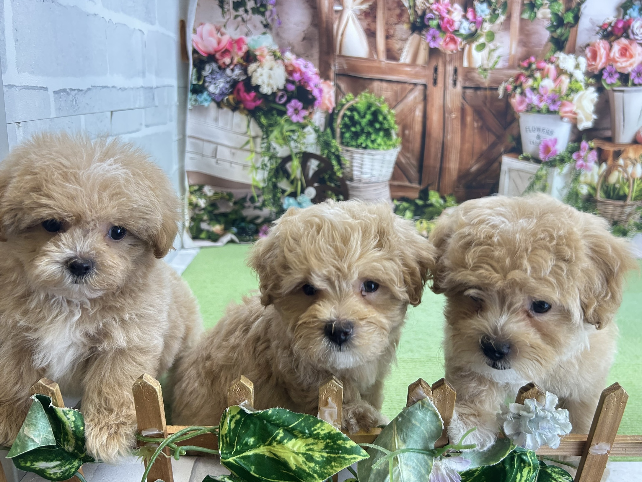 赤ちゃん写真3-3