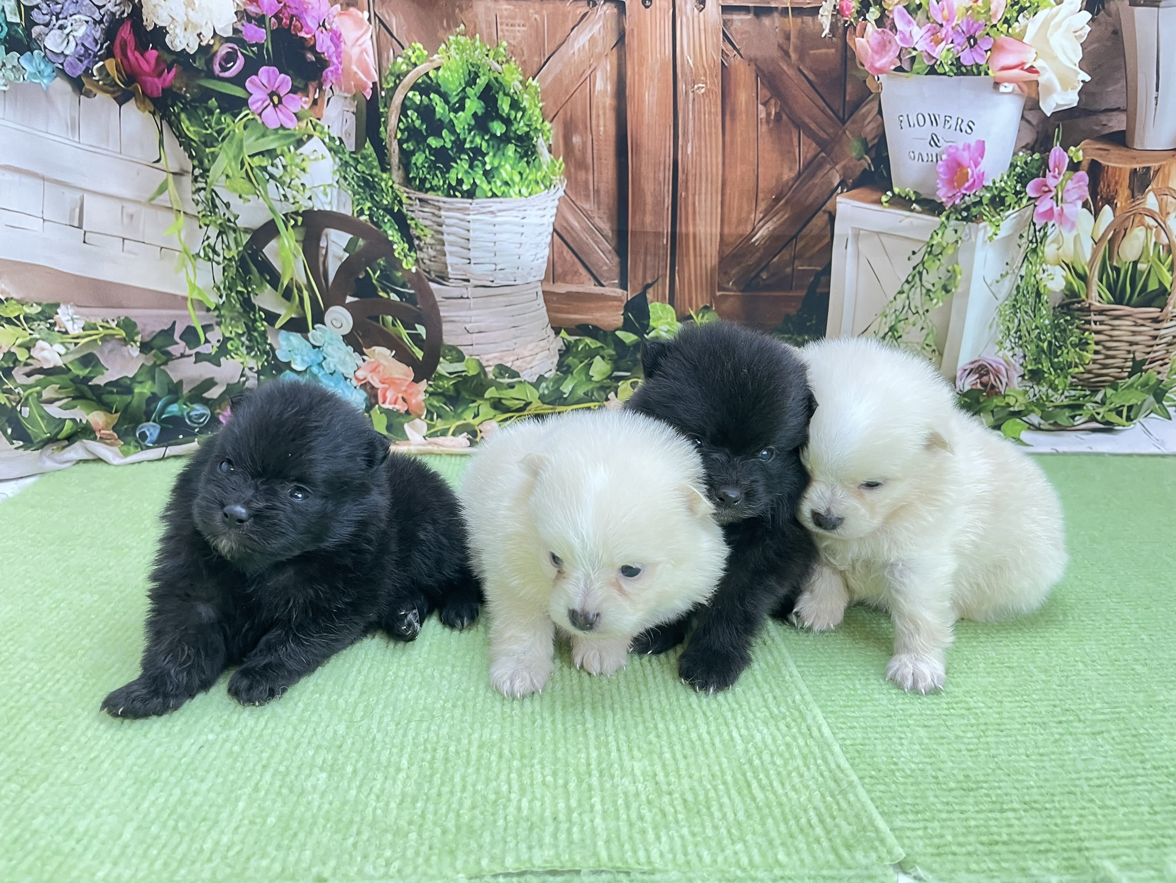 赤ちゃん写真1-3