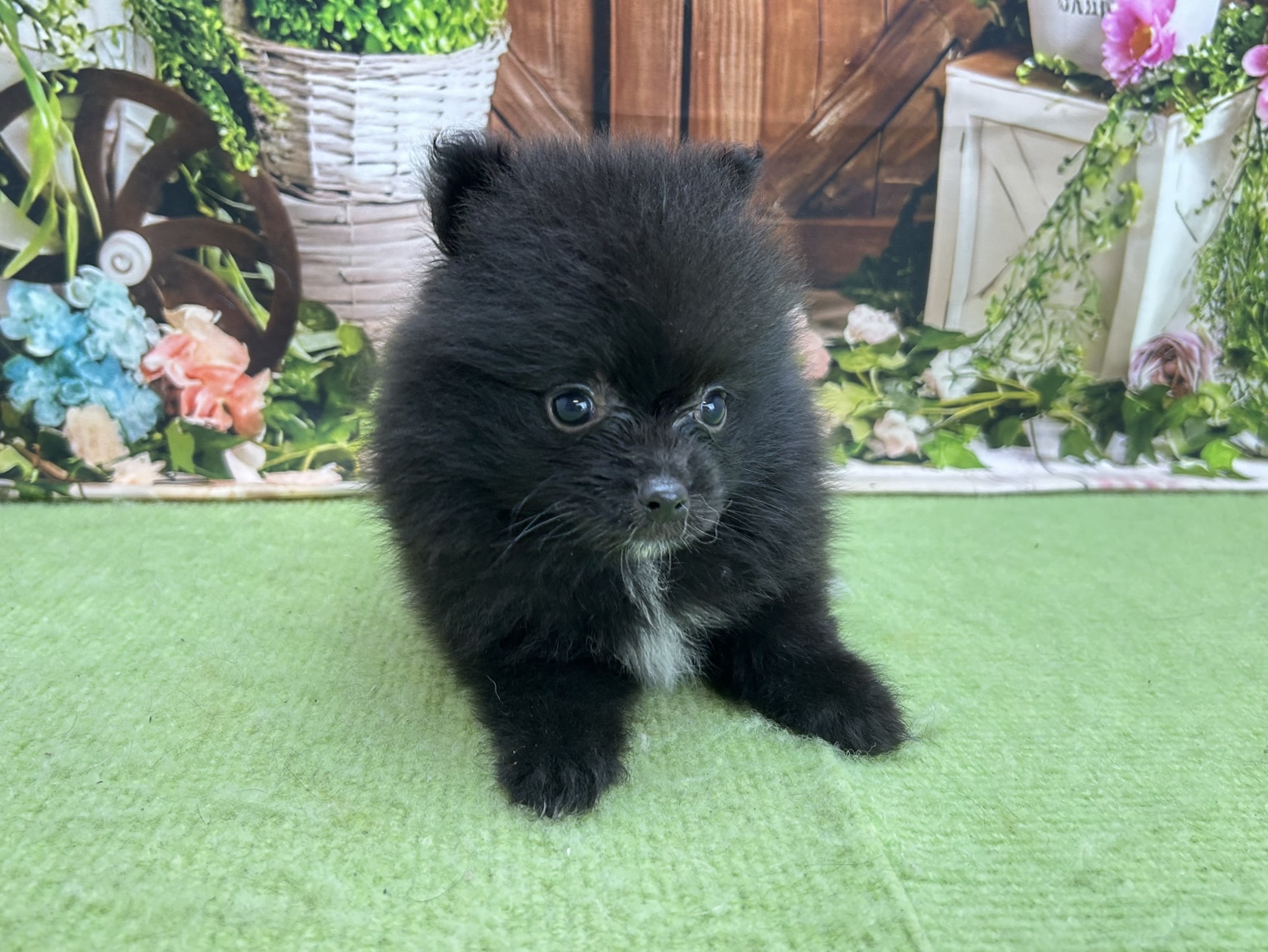 赤ちゃん写真2-1