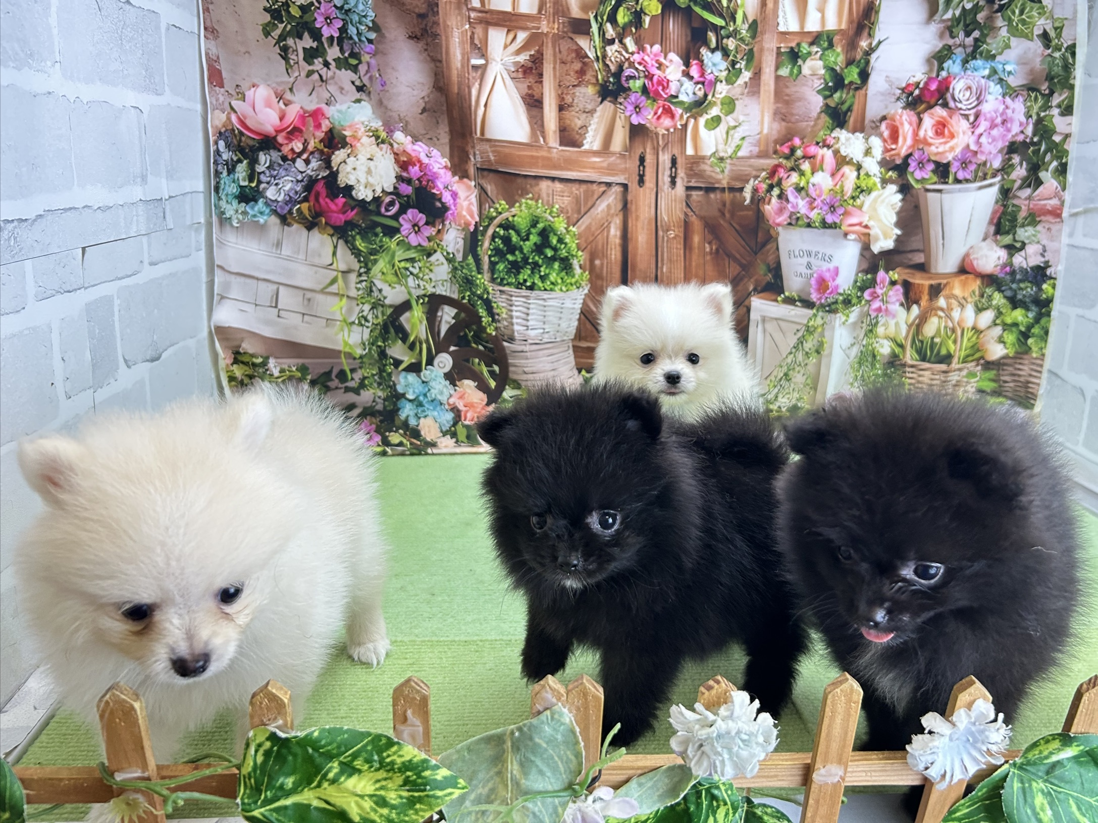 赤ちゃん写真3-3