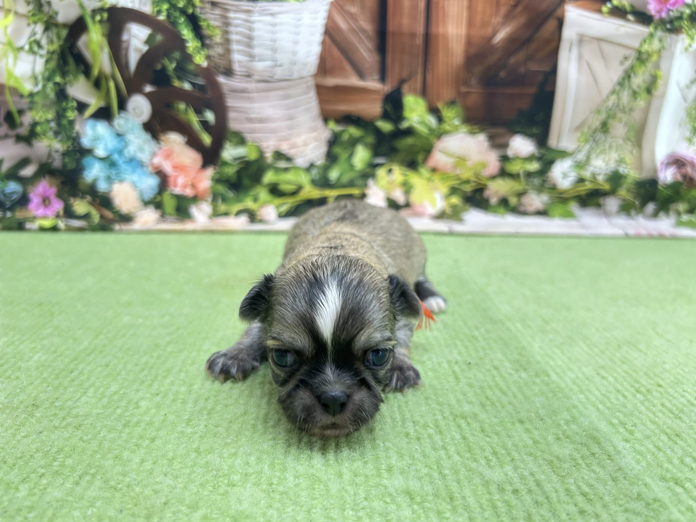 赤ちゃん写真1-1