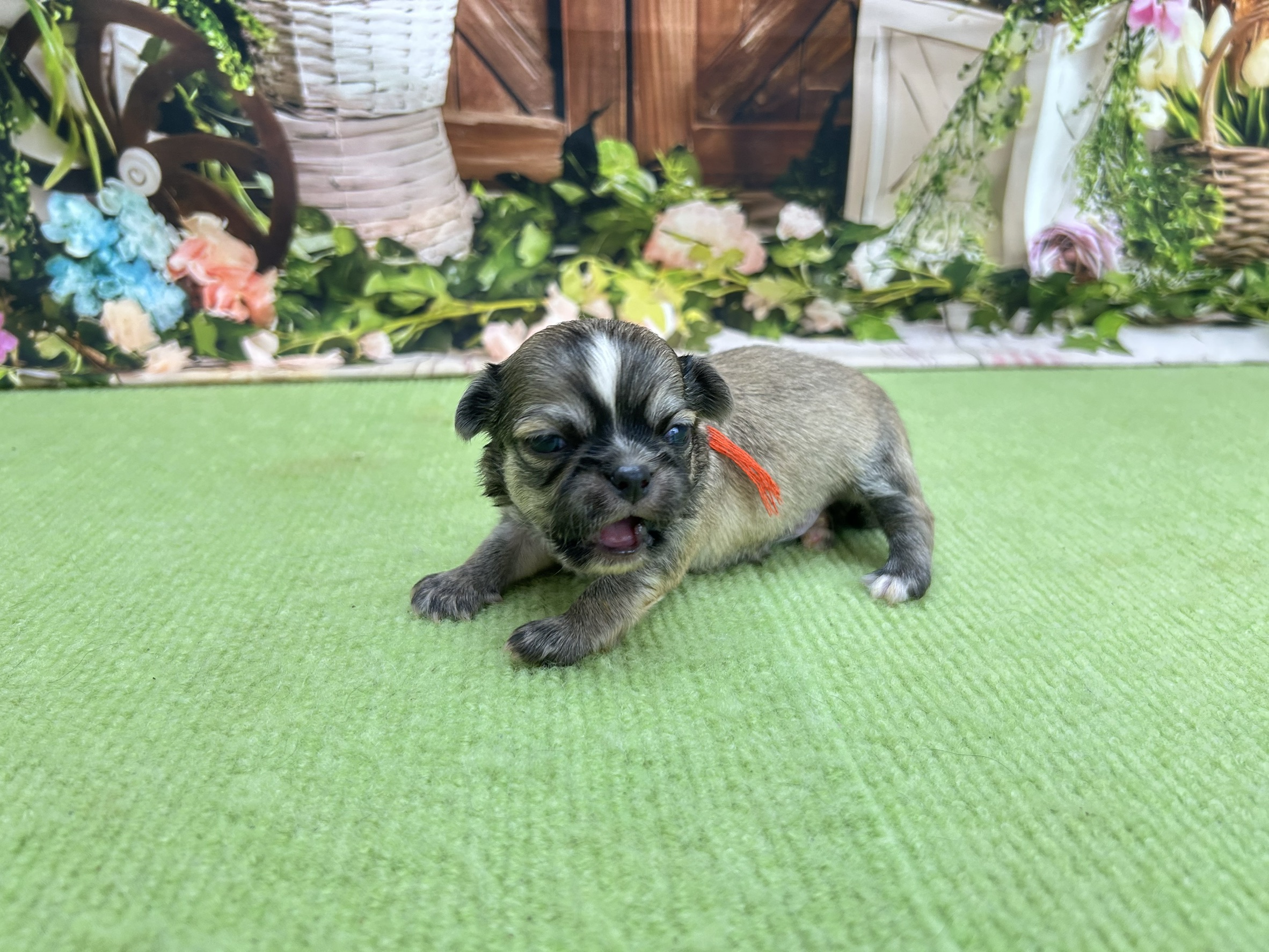 赤ちゃん写真1-2
