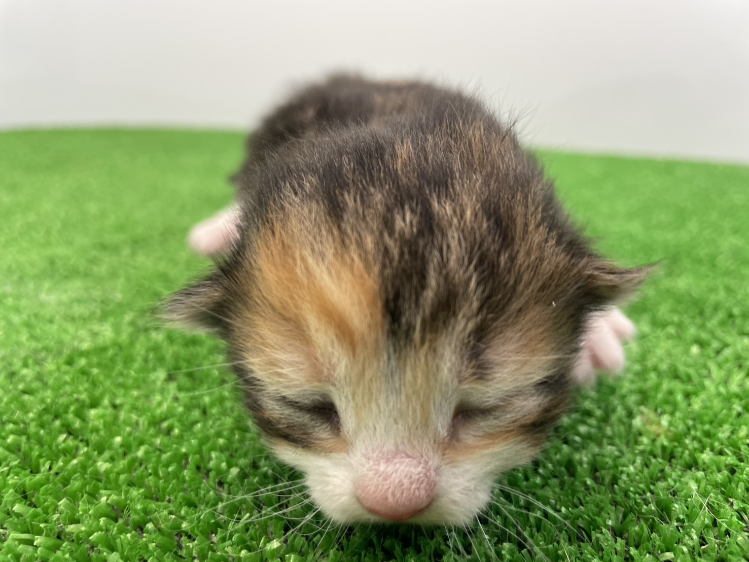 赤ちゃん写真1-1