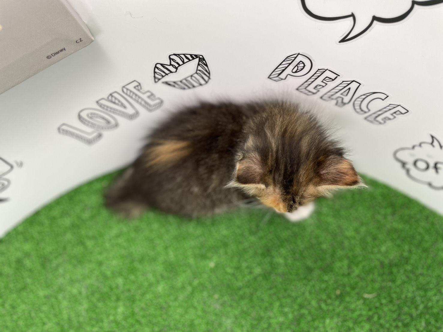 赤ちゃん写真2-3