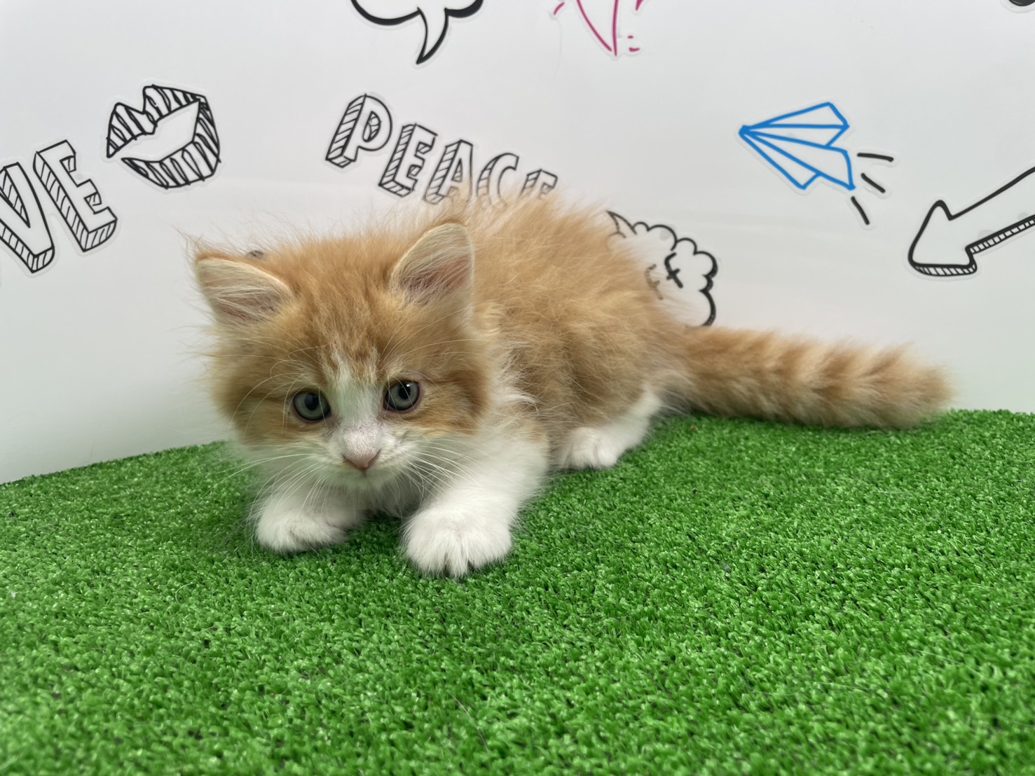 赤ちゃん写真2-1
