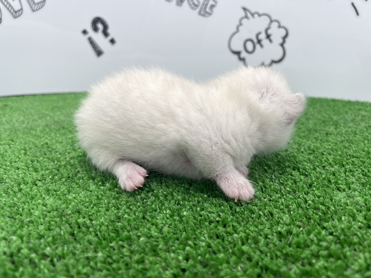 赤ちゃん写真1-2