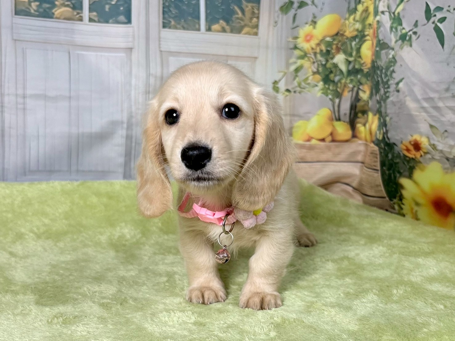 赤ちゃん写真3-1