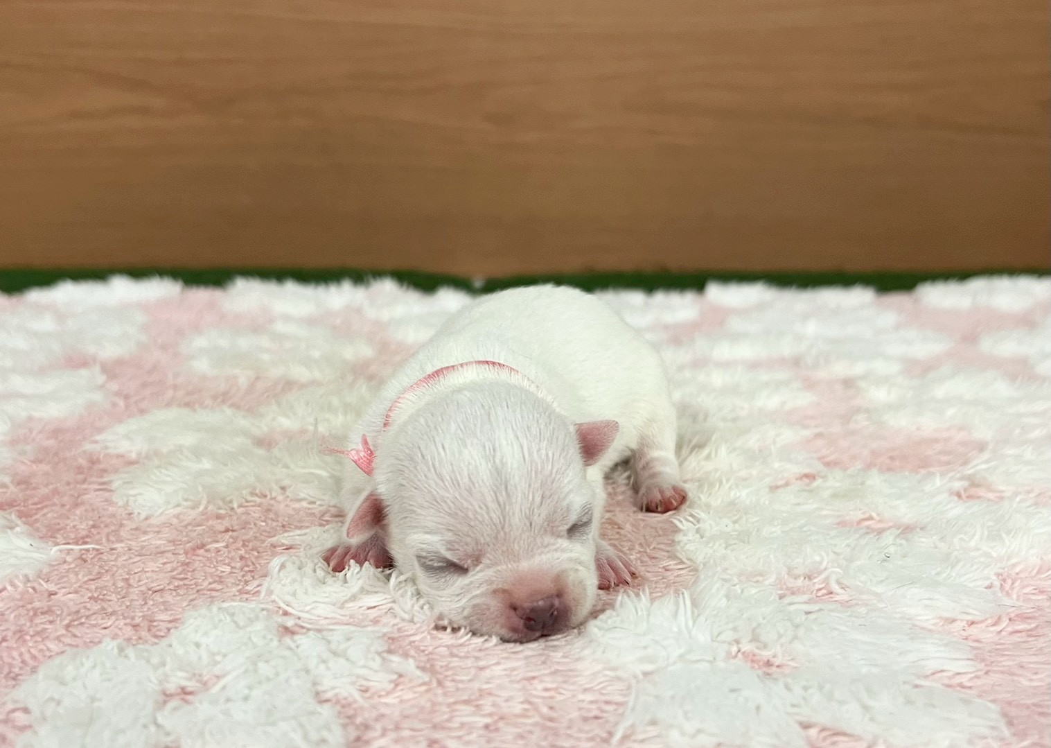 赤ちゃん写真1-1