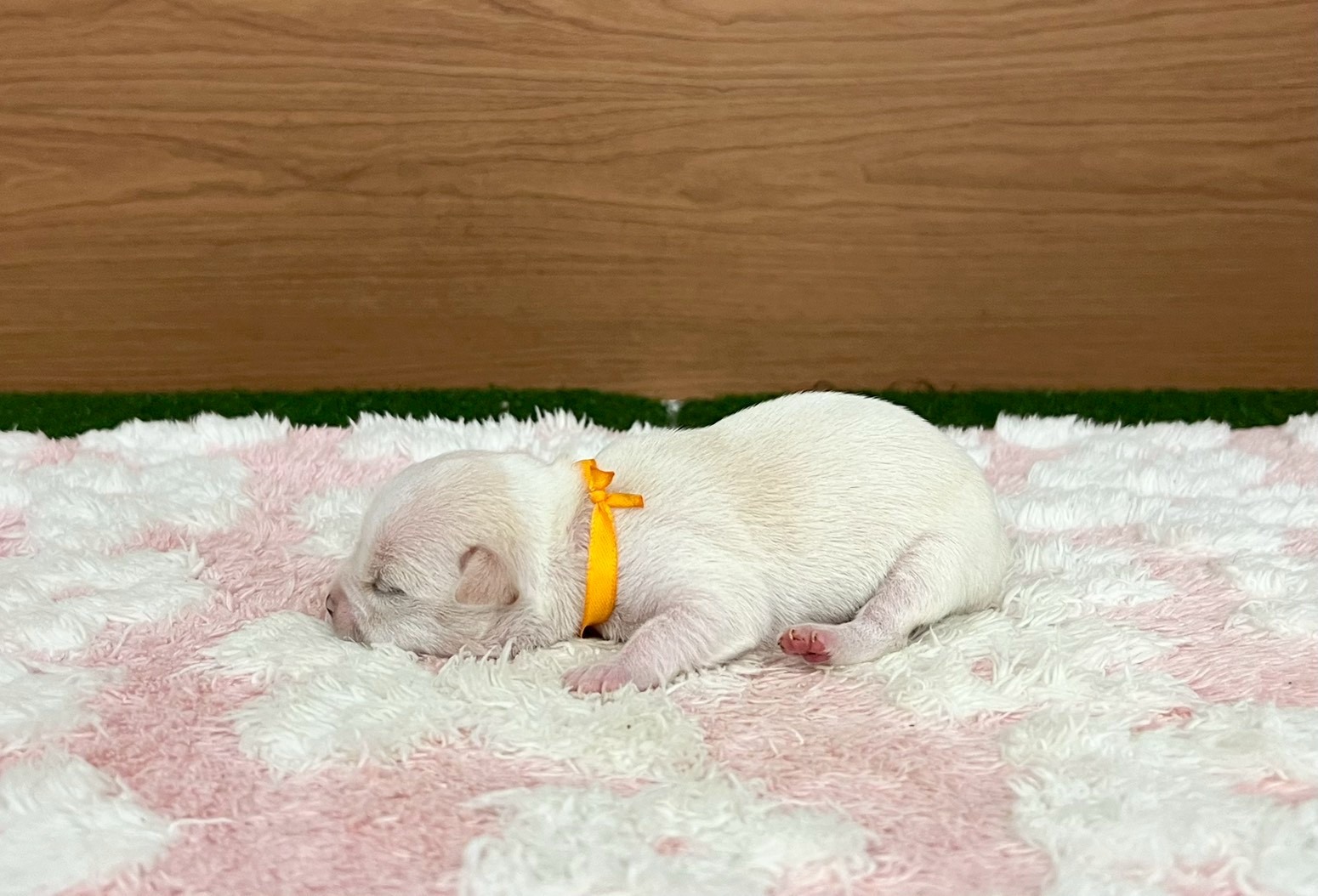 赤ちゃん写真1-2