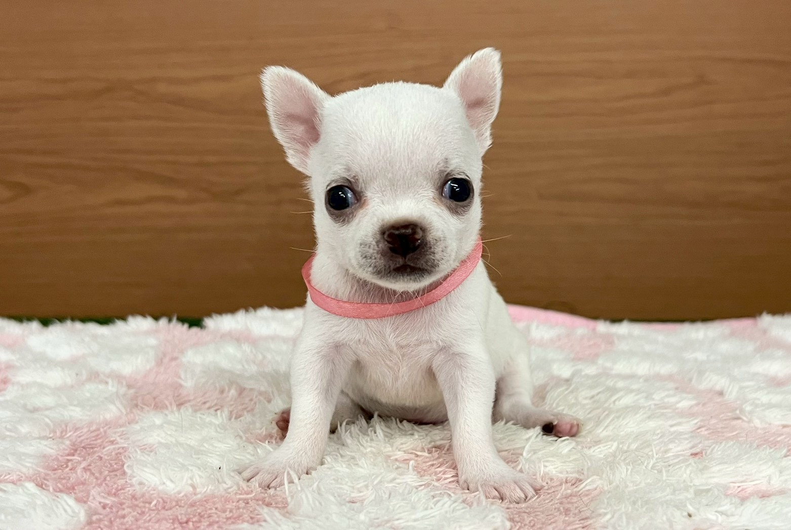 赤ちゃん写真2-1