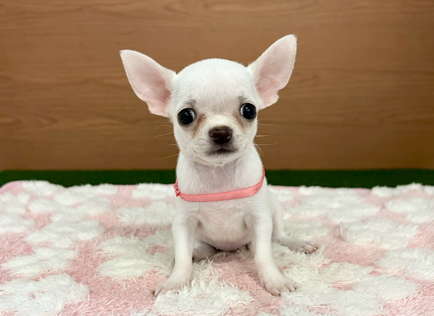 赤ちゃん写真3-1