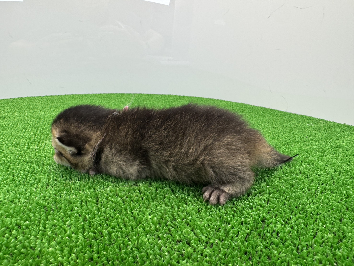 赤ちゃん写真1-2