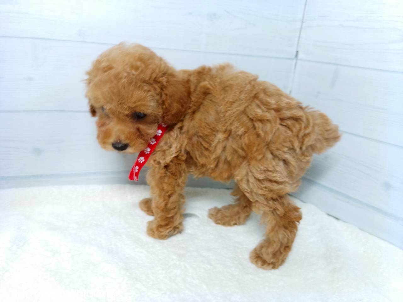 赤ちゃん写真3-2