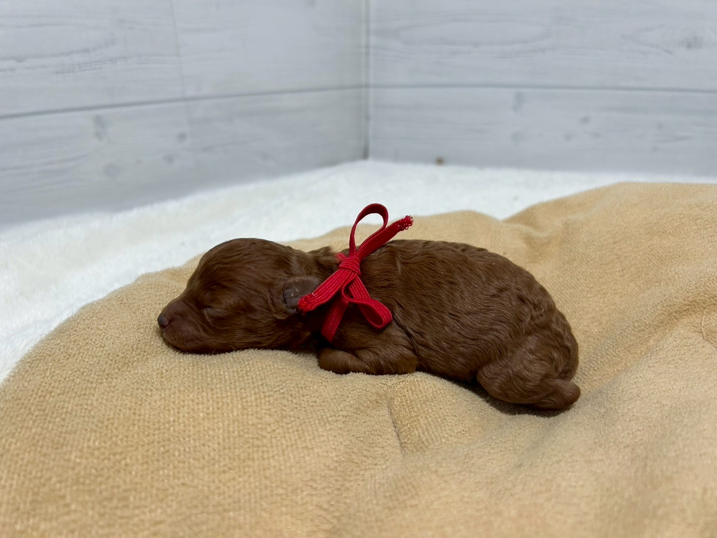 赤ちゃん写真1-2