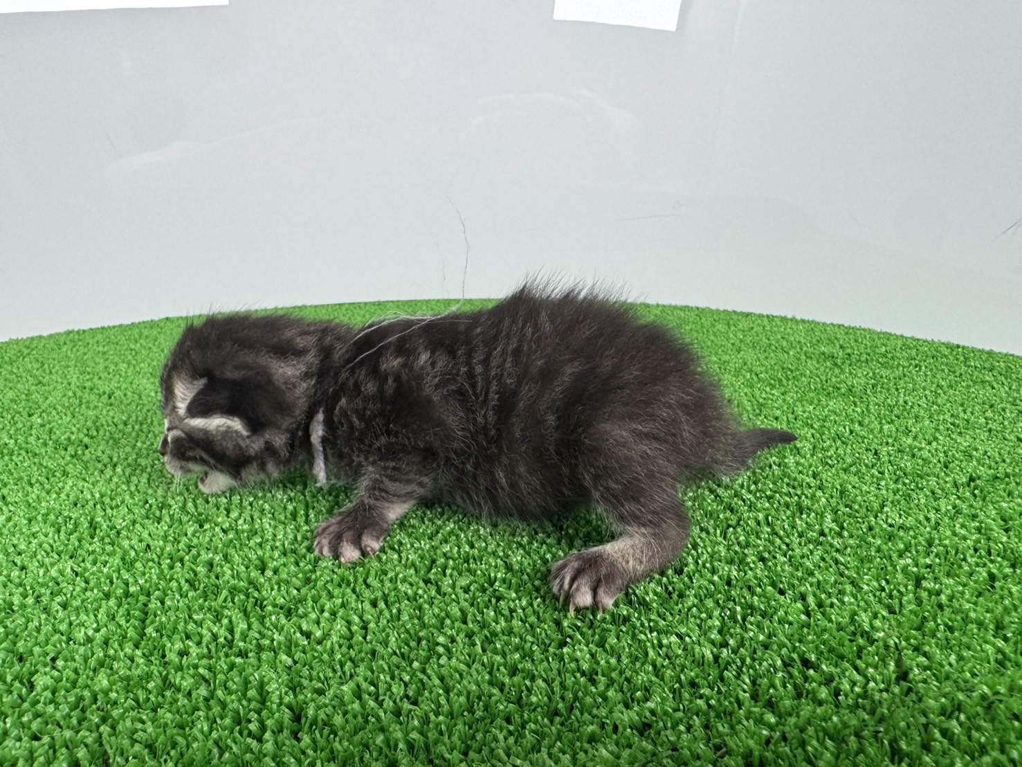 赤ちゃん写真1-2