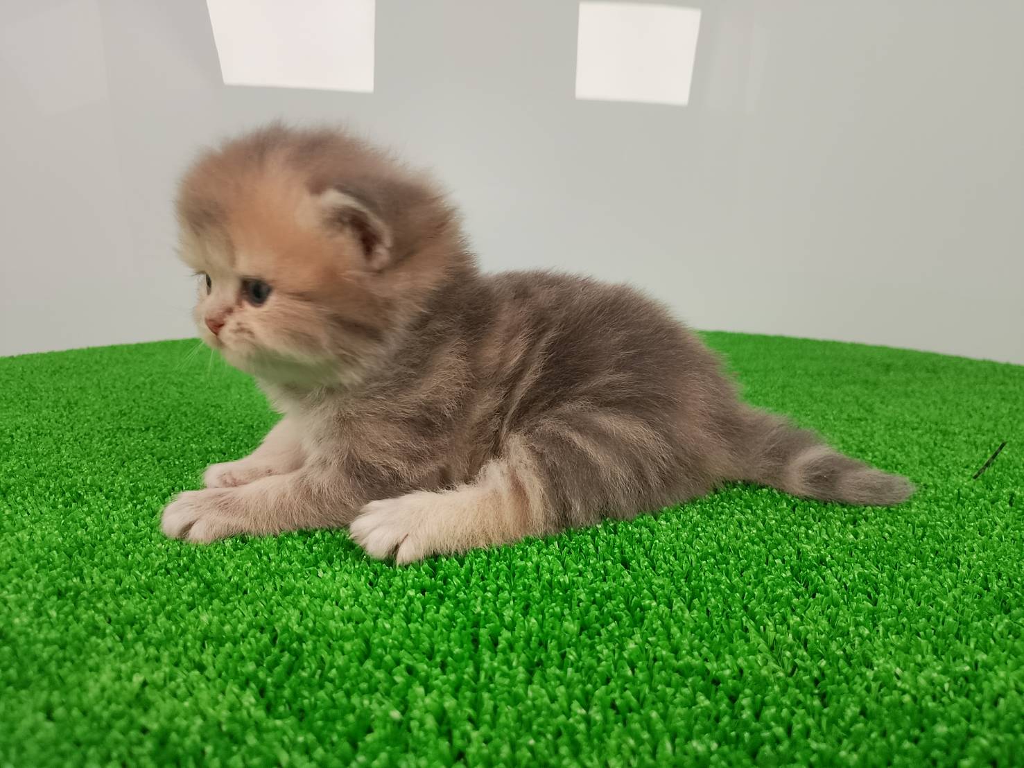 赤ちゃん写真1-2