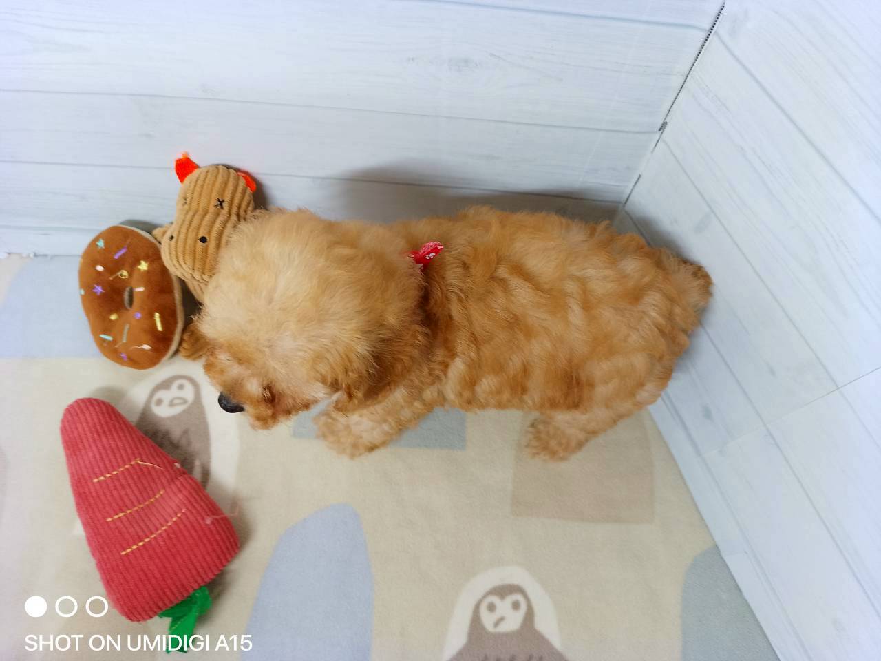 赤ちゃん写真3-3
