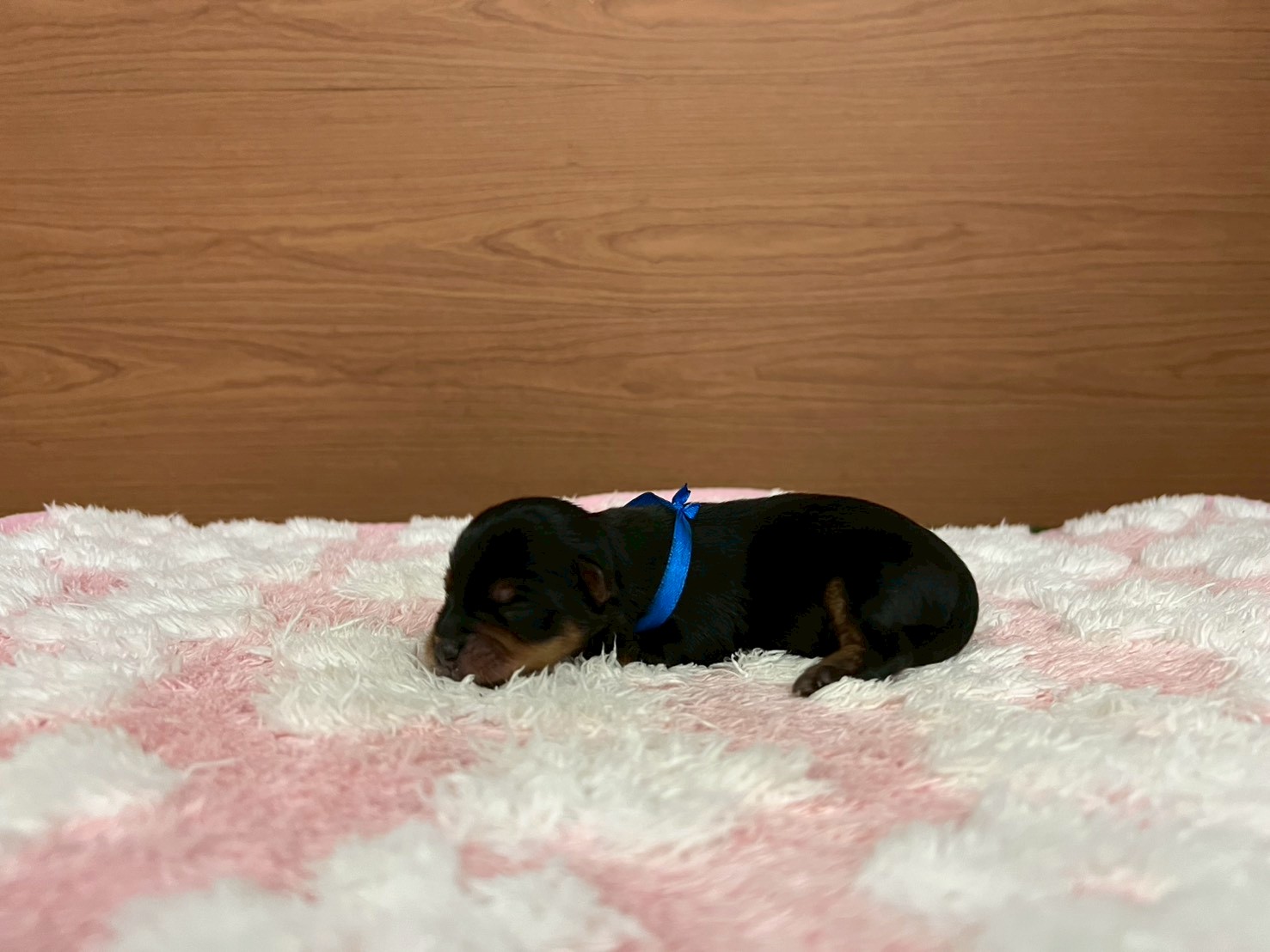 赤ちゃん写真1-2