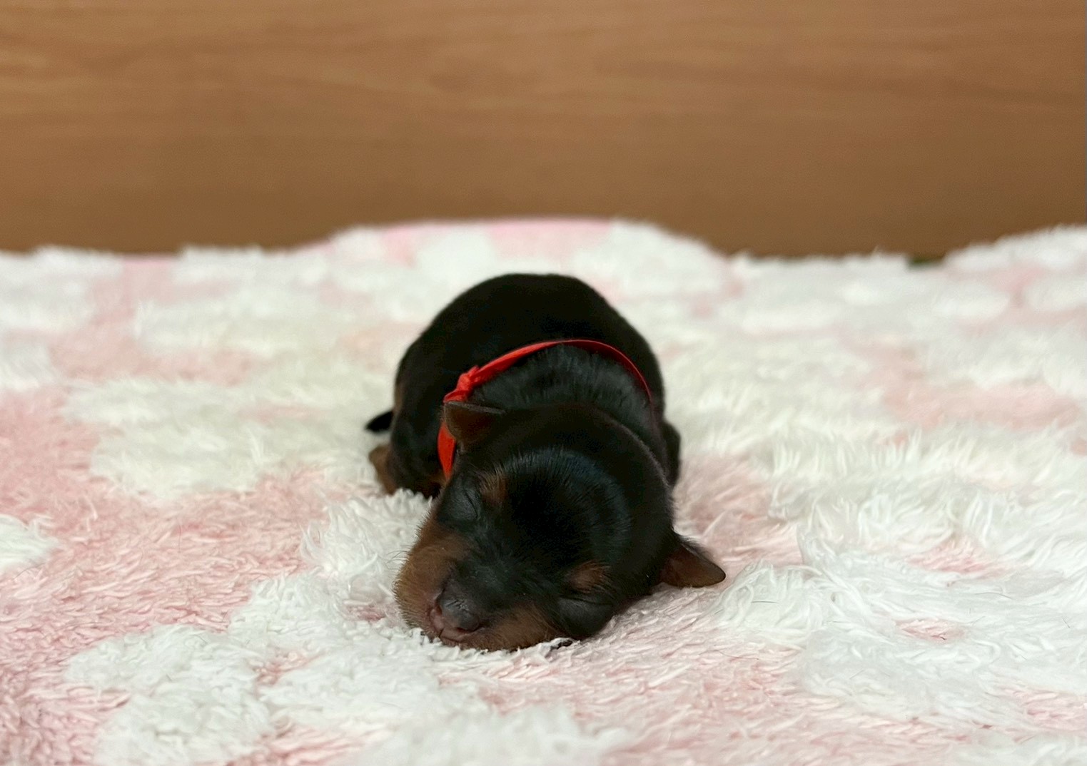 赤ちゃん写真1-1