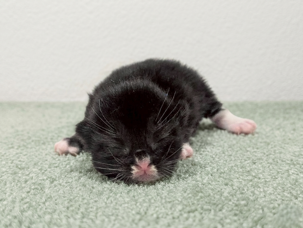 赤ちゃん写真1-1